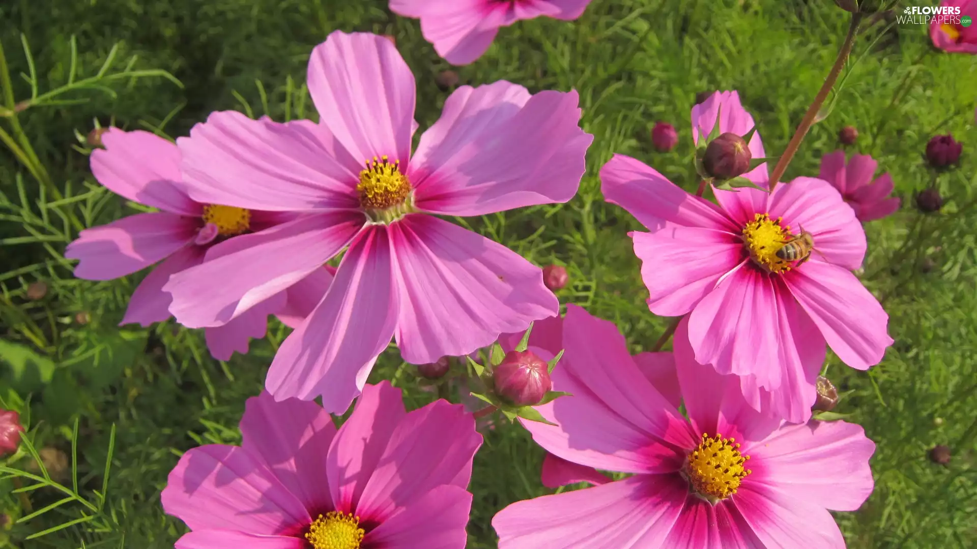 Cosmos, Pink, Flowers
