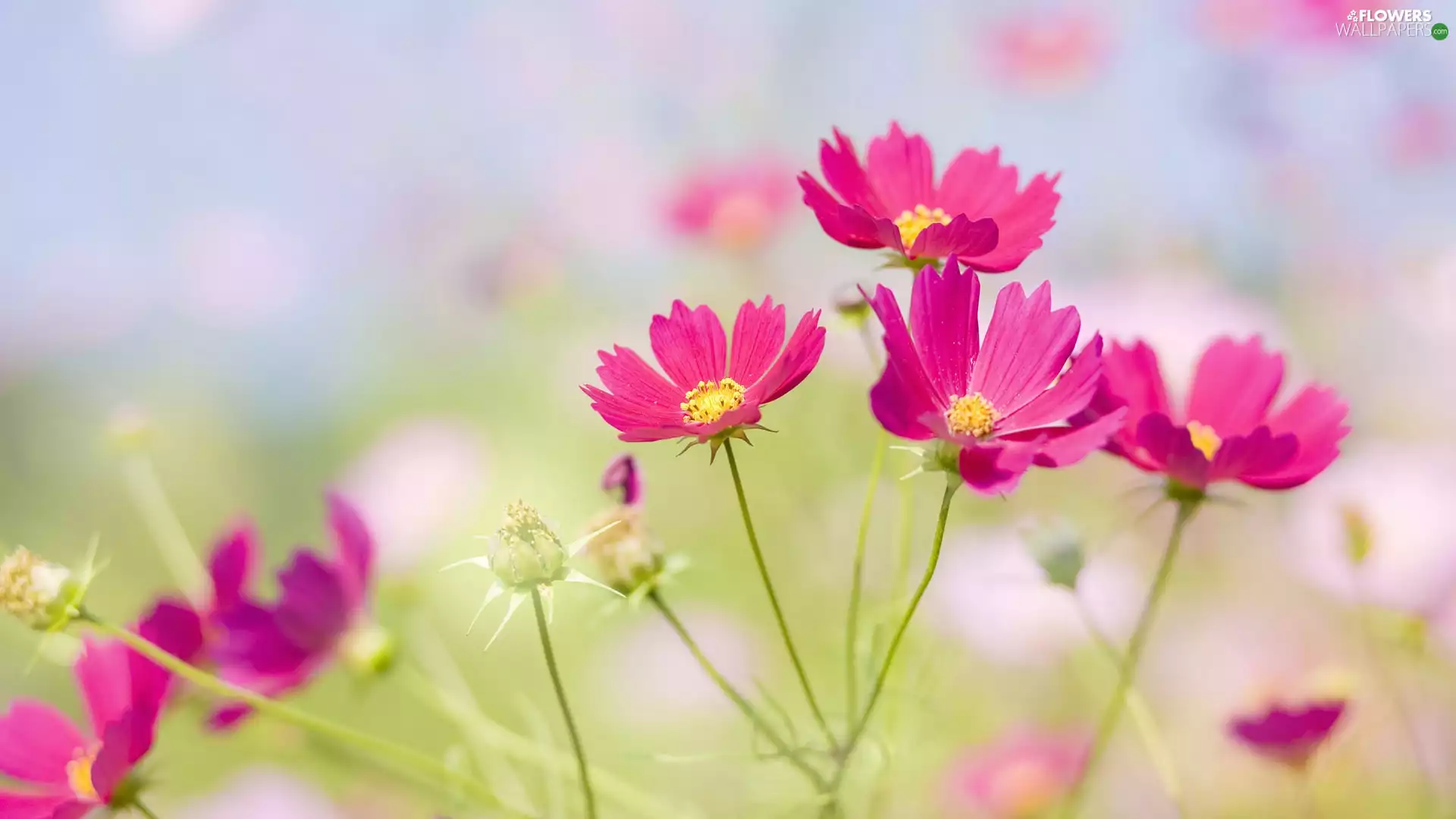 Cosmos, Pink, Flowers