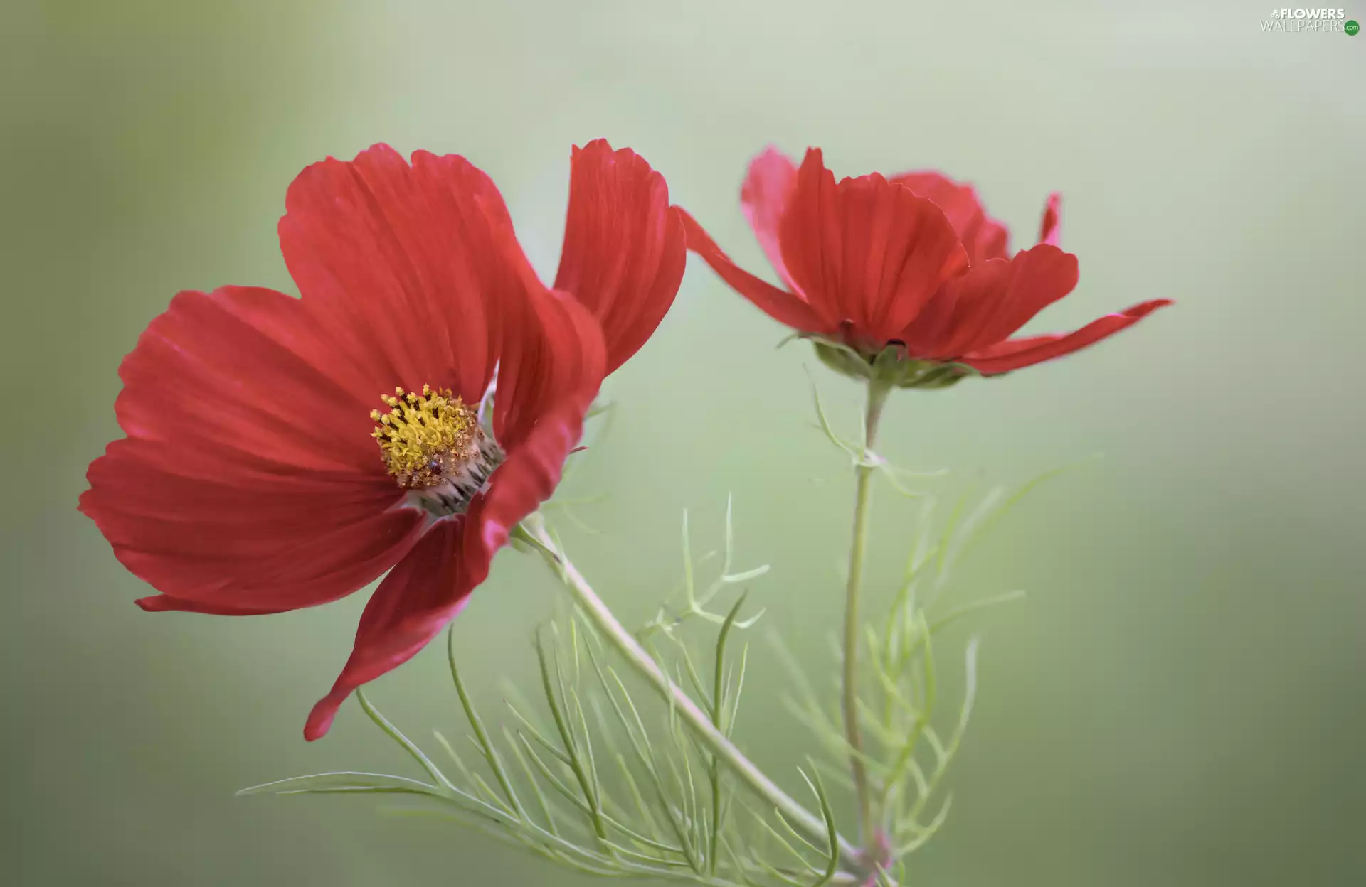 Flowers, flakes, Red, Cosmos