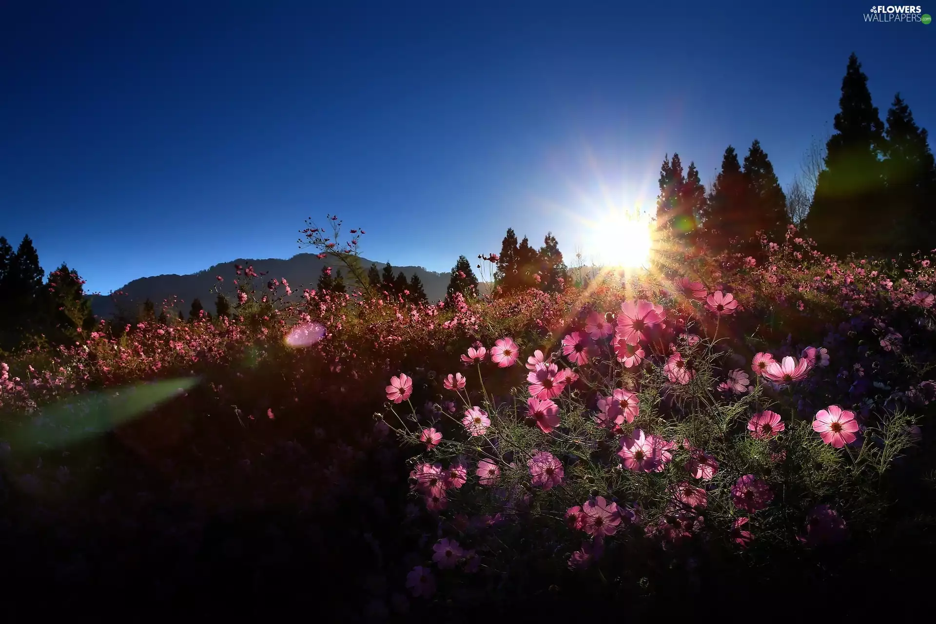 Flowers, Meadow, Sunrise, Cosmos