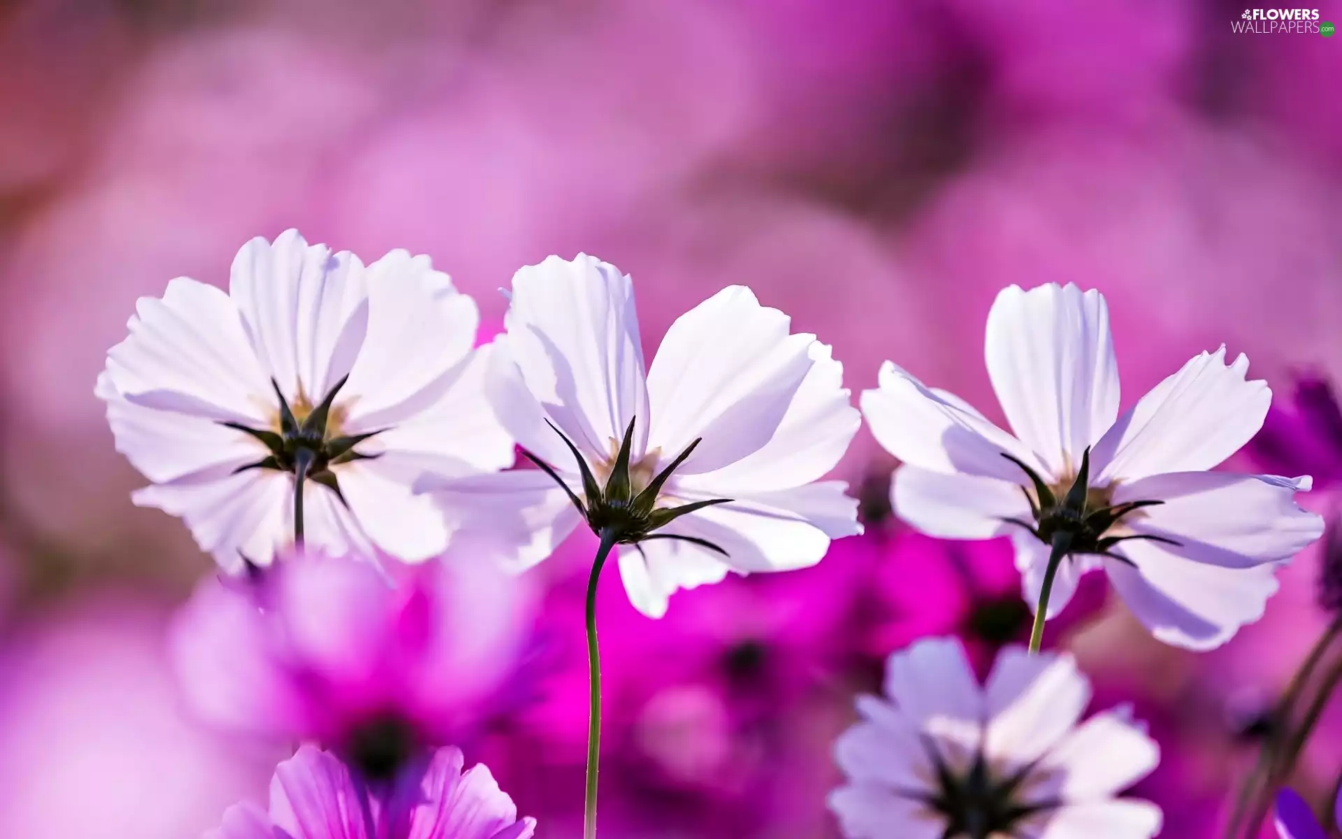 Cosmos, White, Flowers