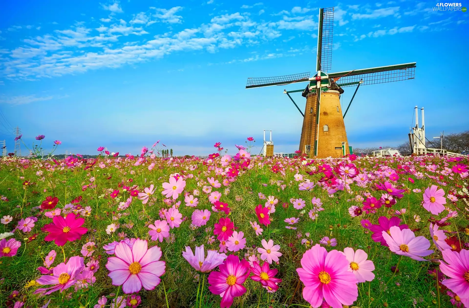 Cosmos, Windmill, Flowers