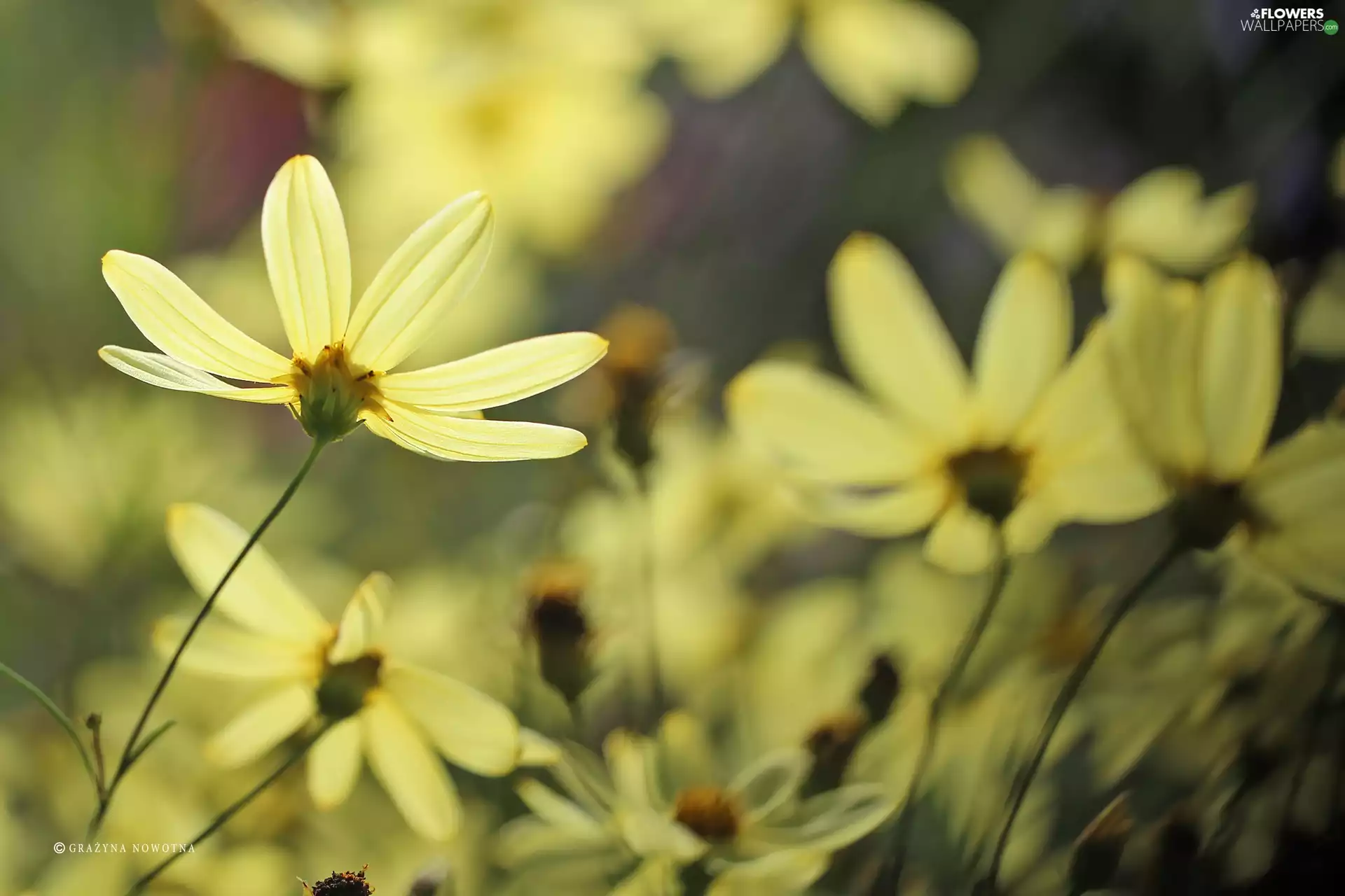 Cosmos, Yellow, Flowers