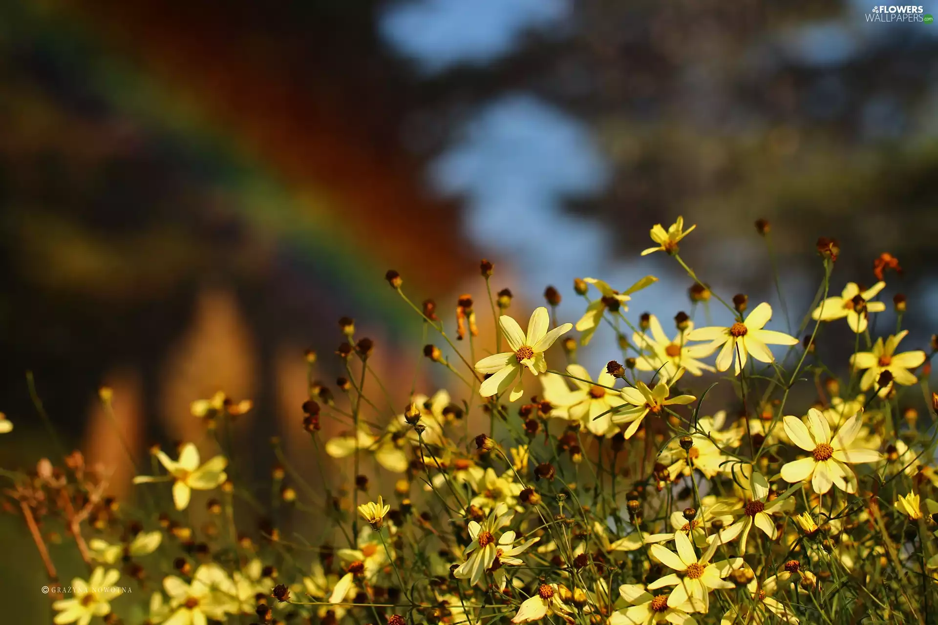 Yellow, Cosmos, Great Rainbows, Flowers