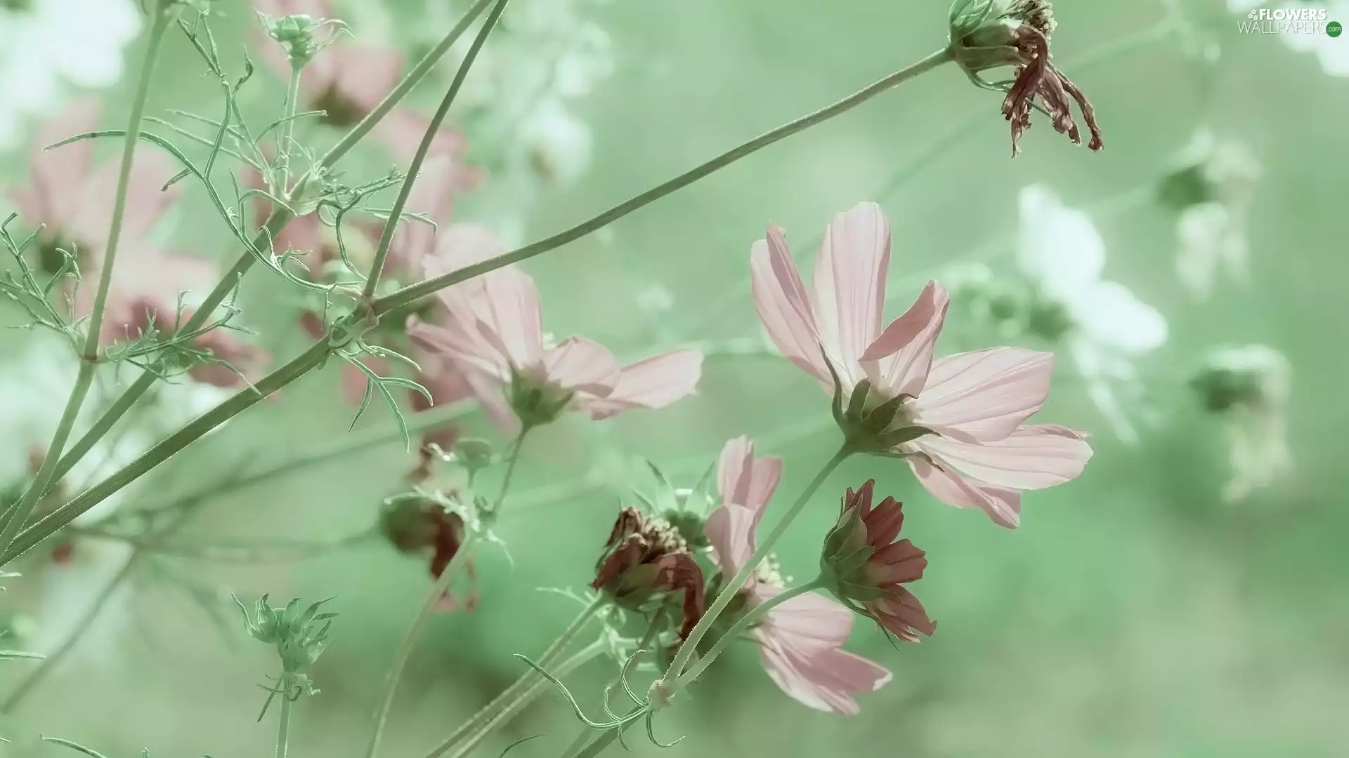 Green Background, Flowers, Cosmos