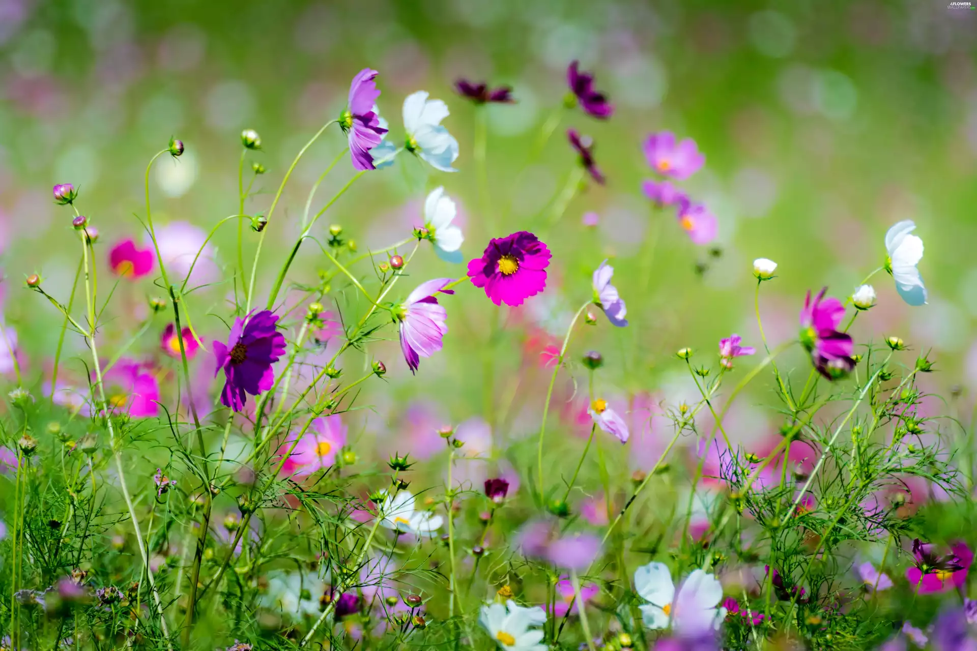 Cosmos, Meadow