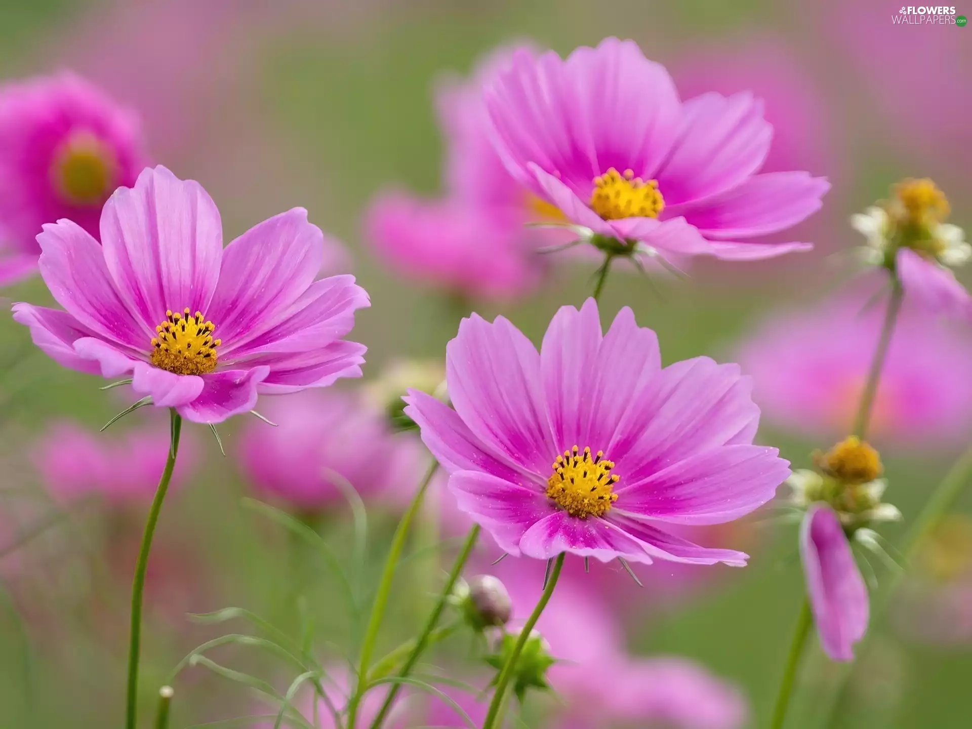 Cosmos, Flowers, Pink