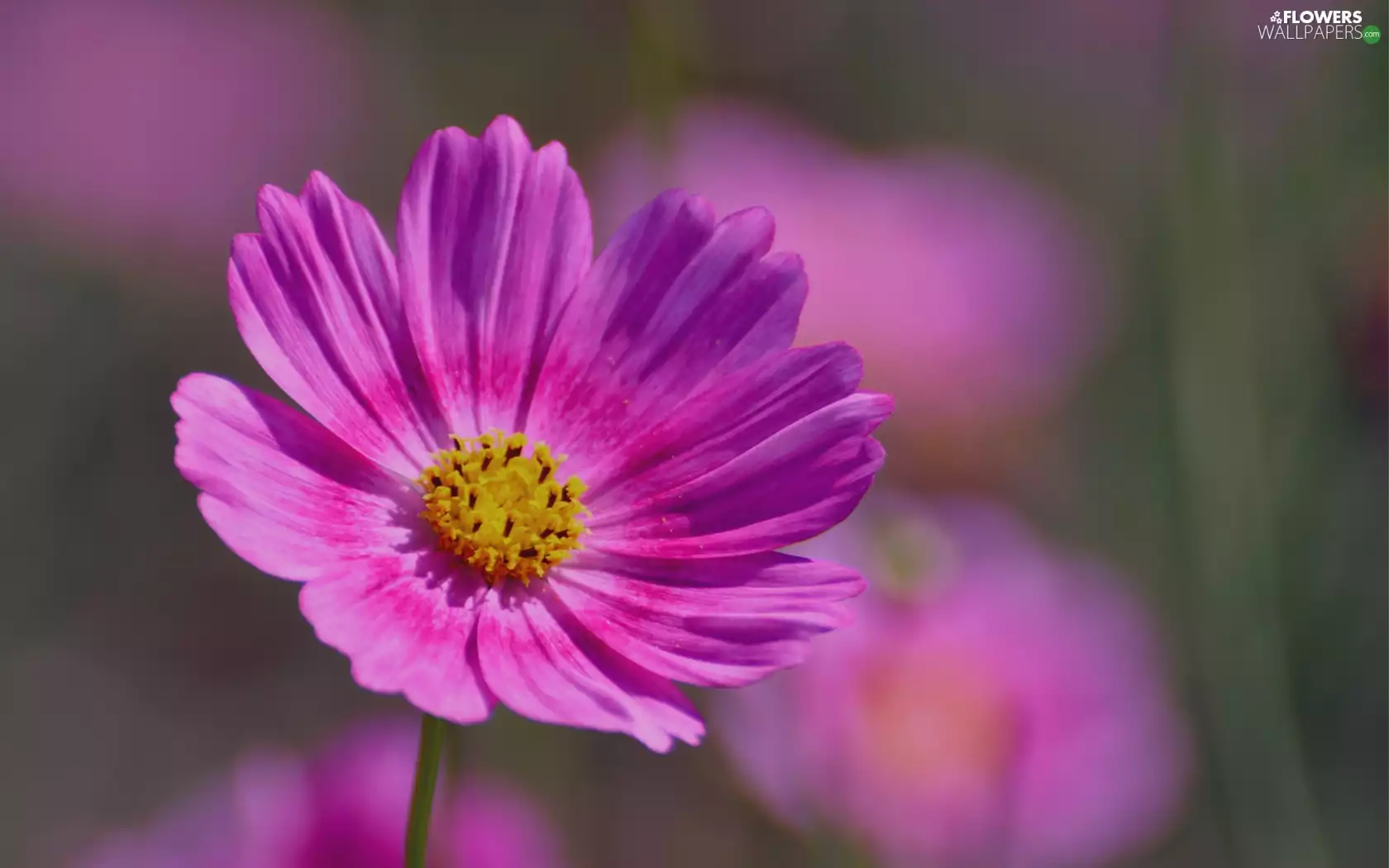 Cosmos, Flowers, Pink