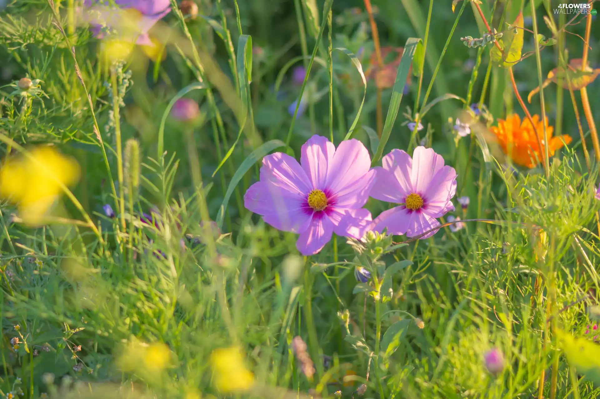 Cosmos, Meadow, Pink