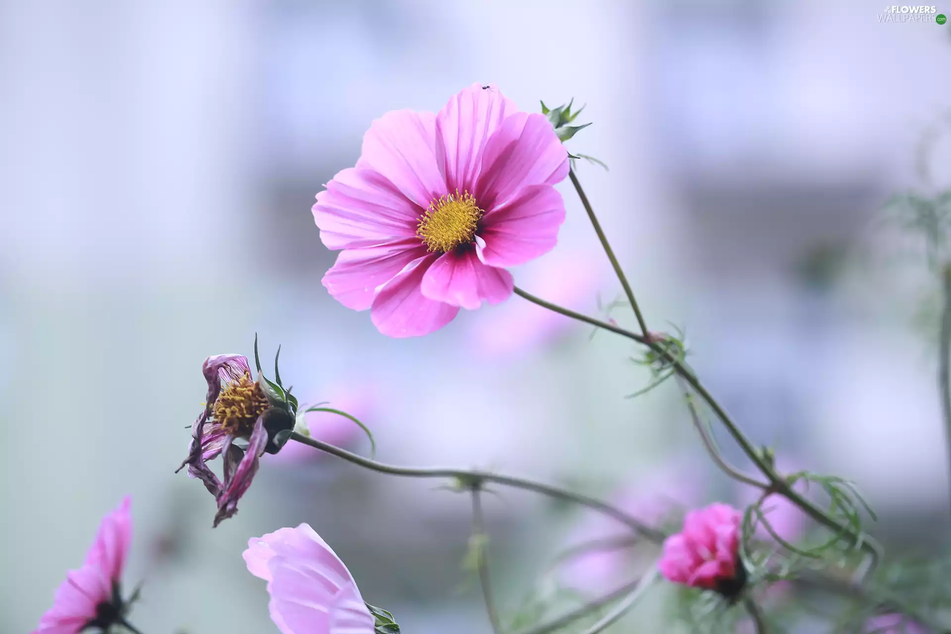 Pink, Flowers, rapprochement, Cosmos