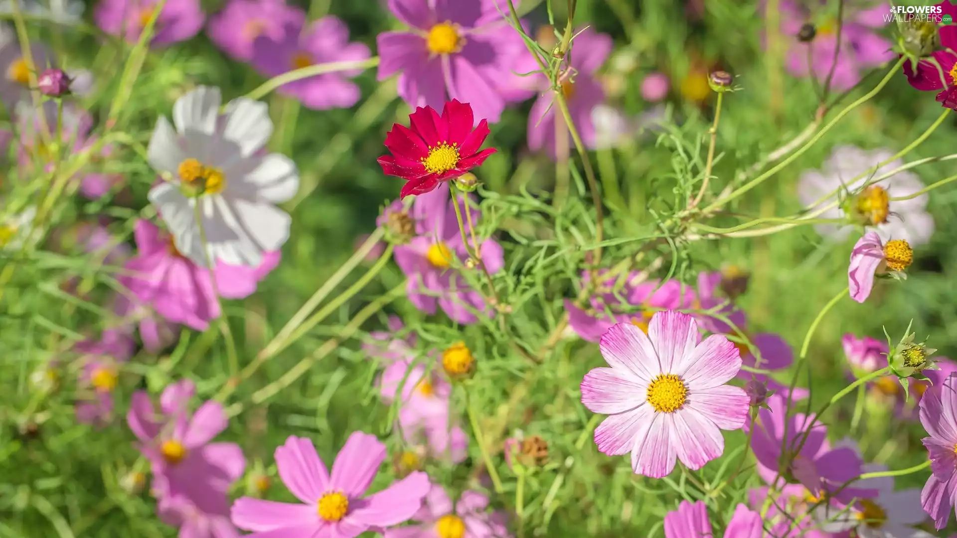Buds, Cosmos, Pink, Flowers, White