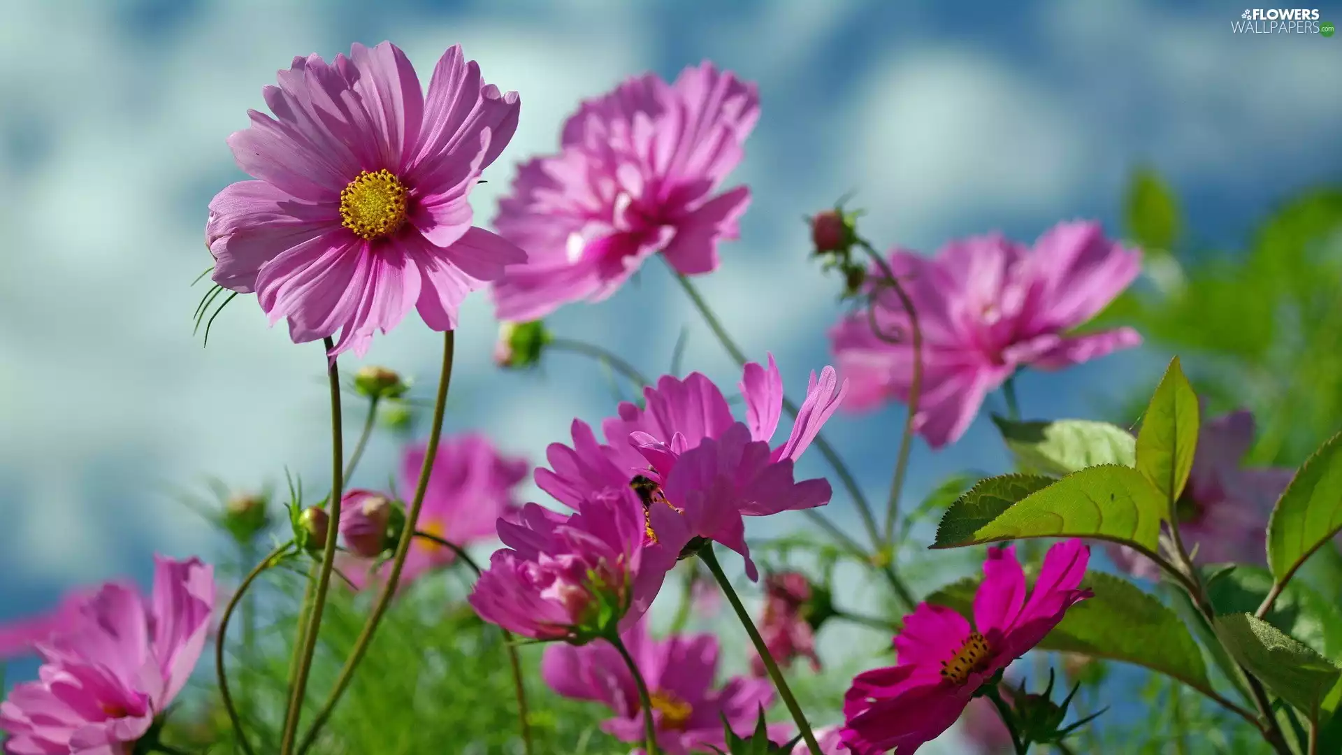 purple, Flowers, Cosmos, Wildflowers