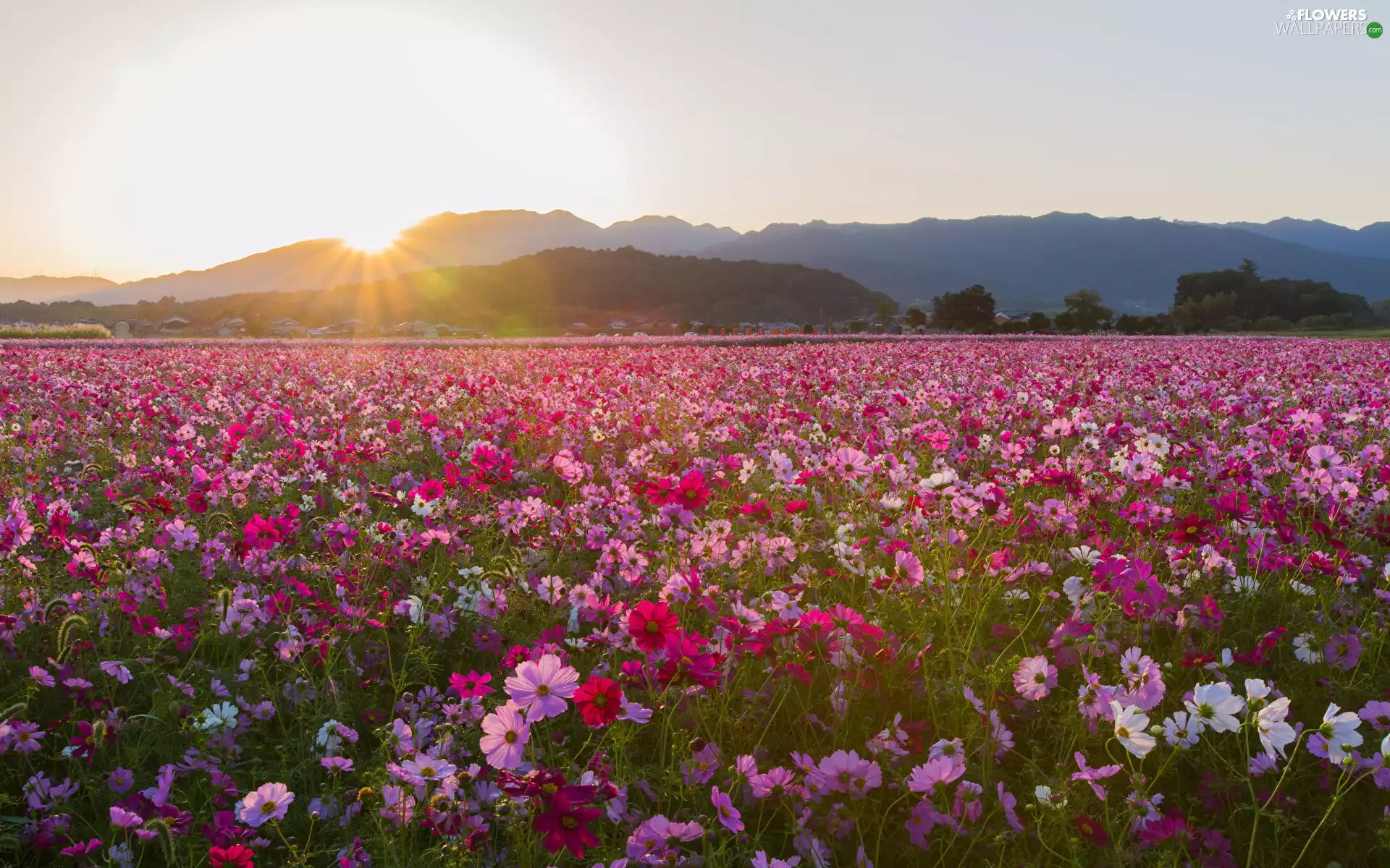 Cosmos, Meadow, Mountains, Flowers, landscape, rays of the Sun, Sky