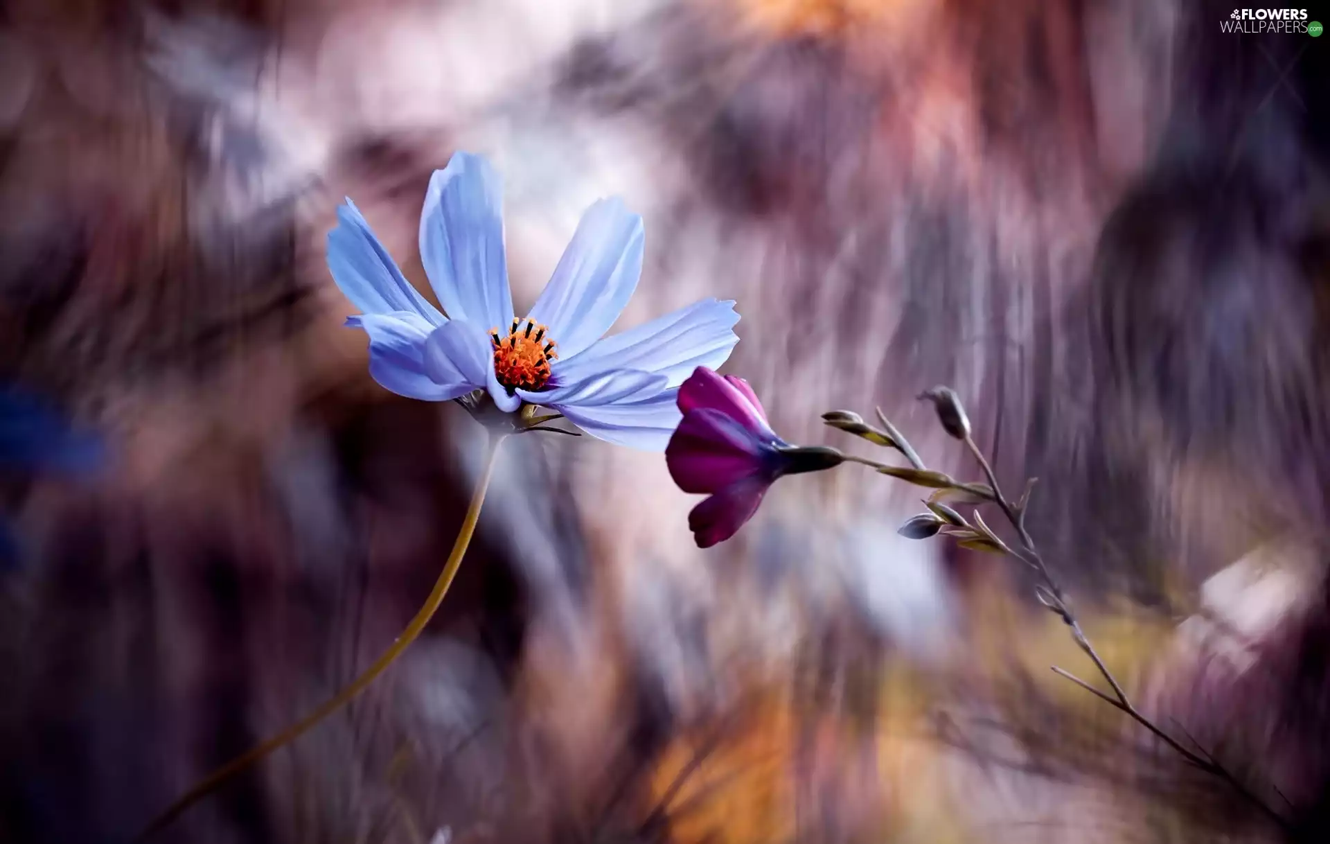 Close, Flowers, Cosmos, Two cars