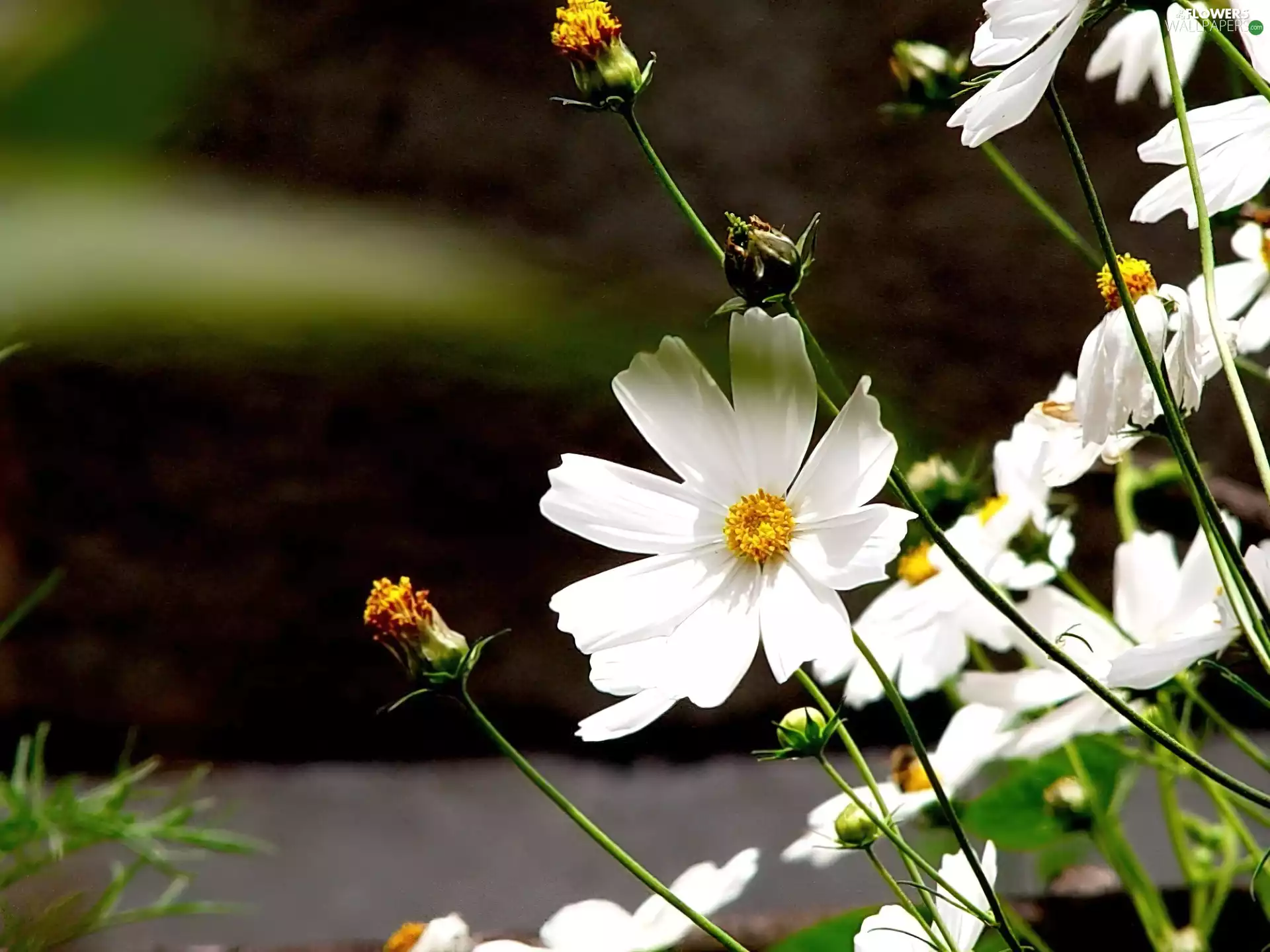 Cosmos, Flowers, White