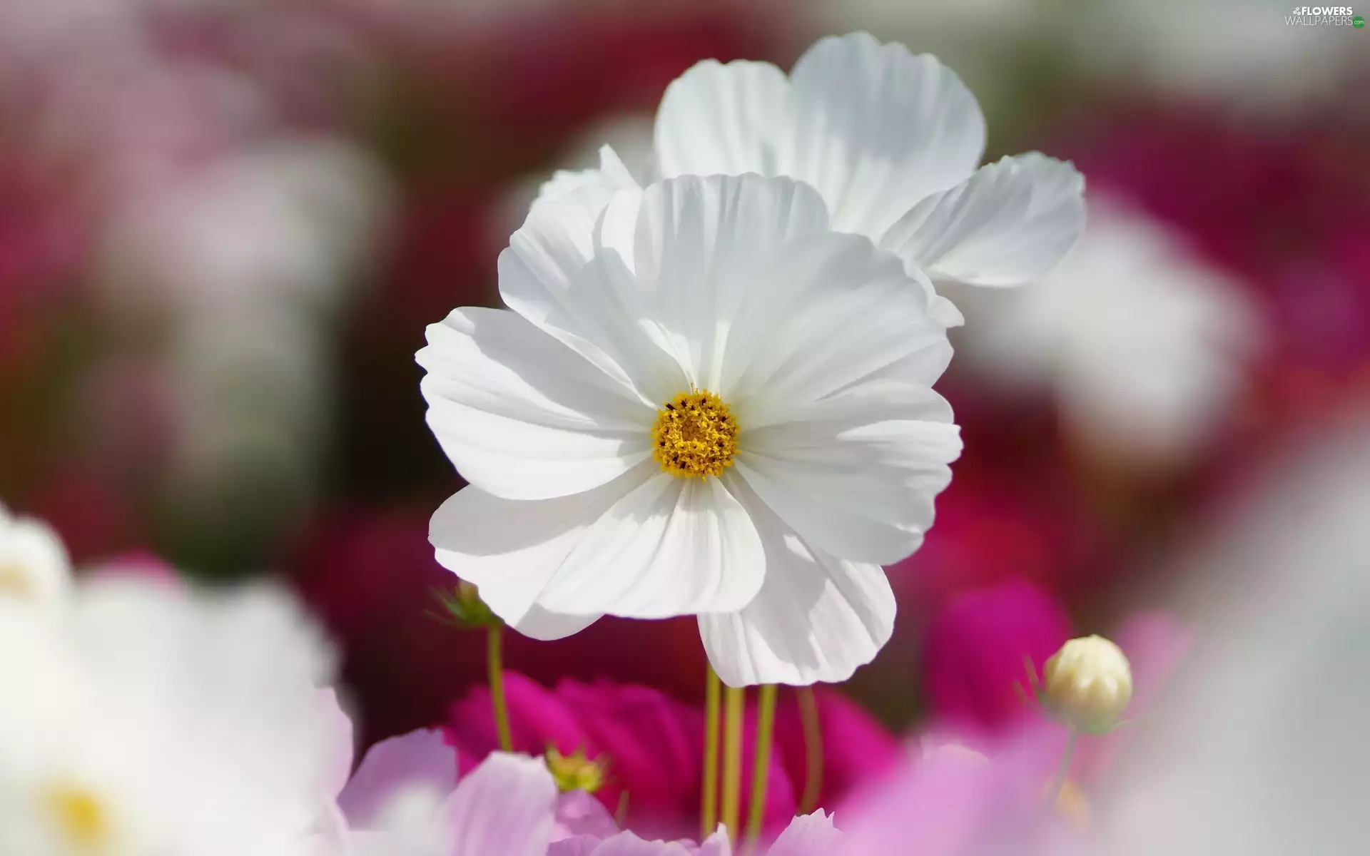 Cosmos, Flowers, White