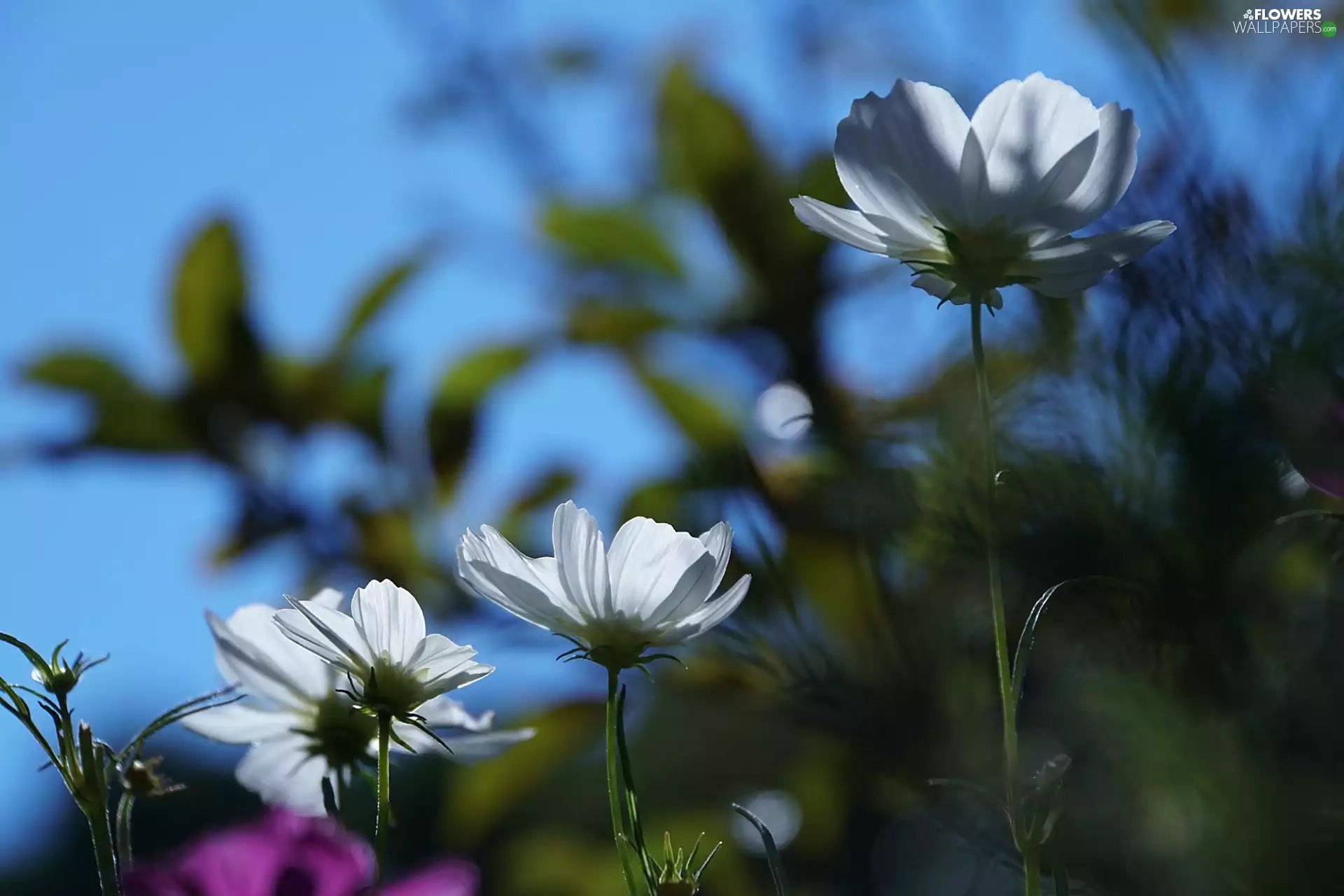 Cosmos, Flowers, White