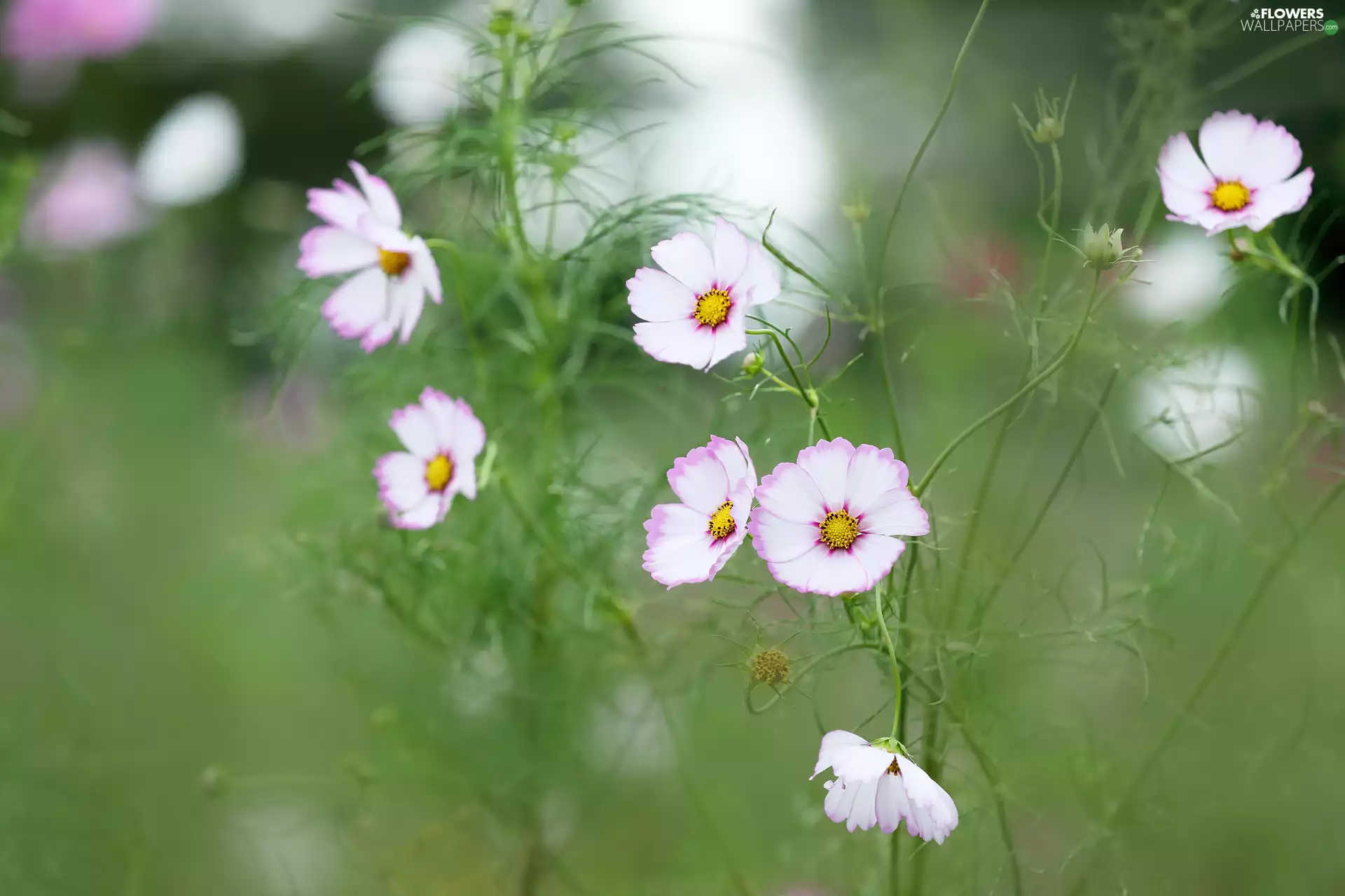 White and Pink, Cosmos