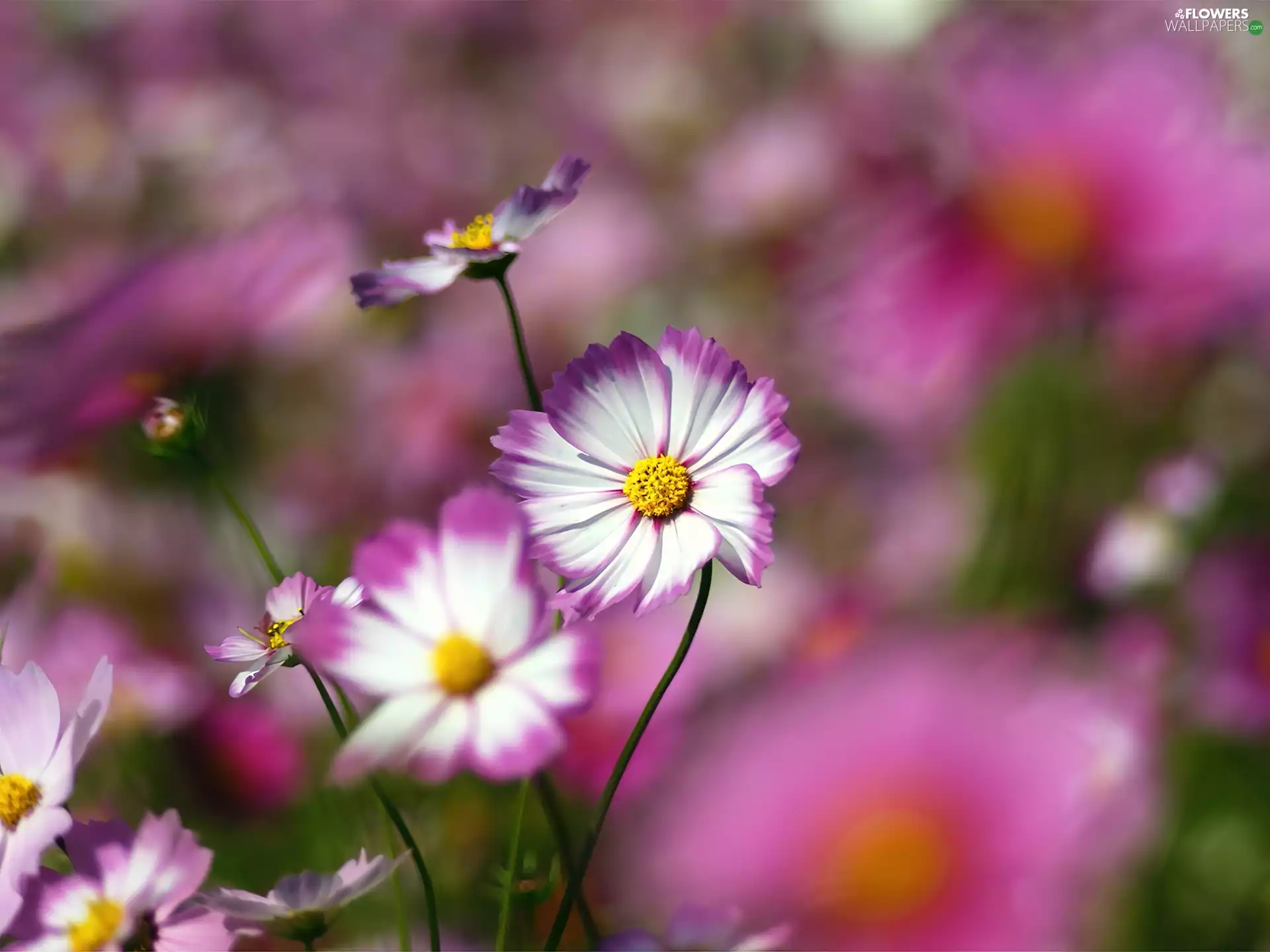 Cosmos, purple, White