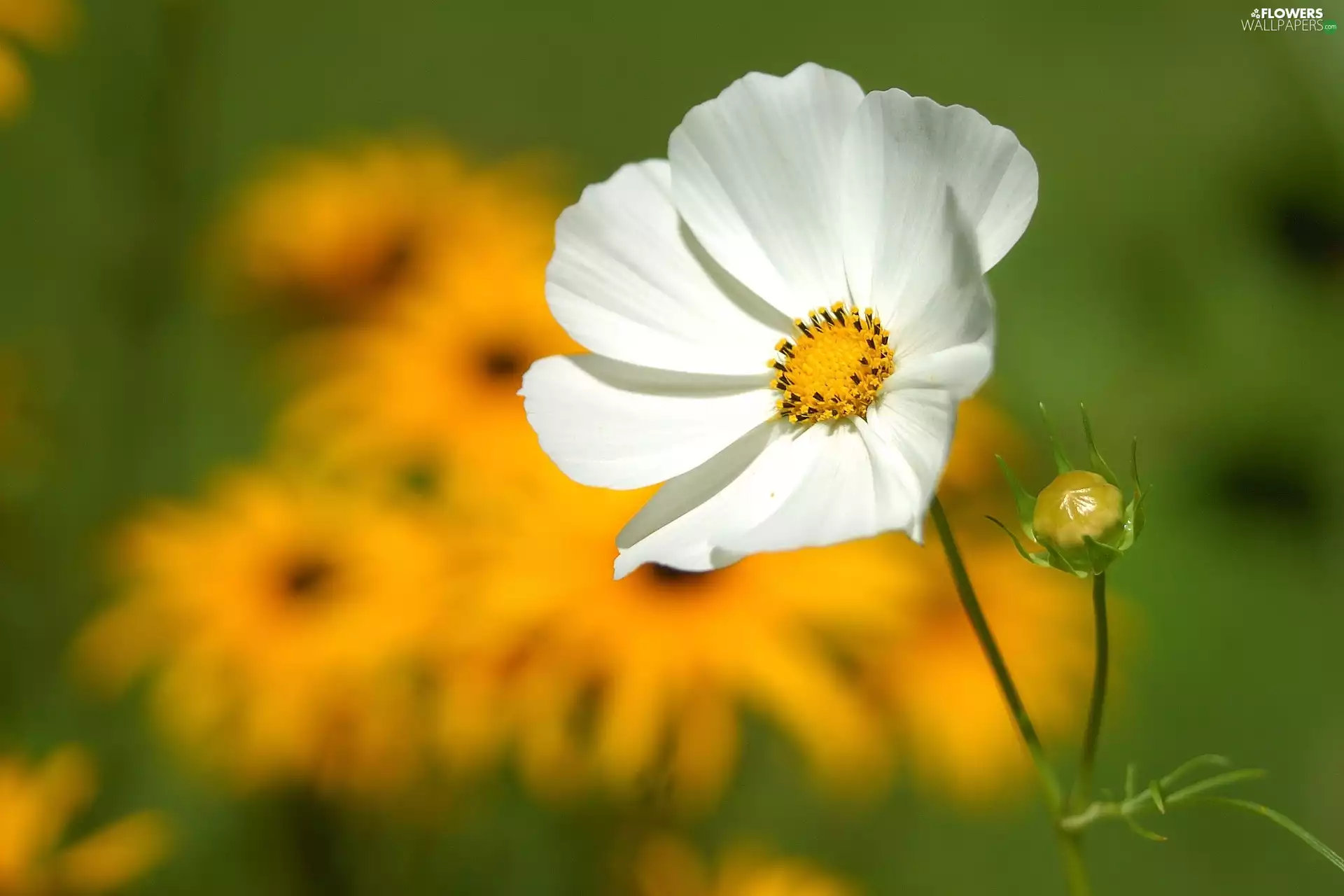 White, Cosmos