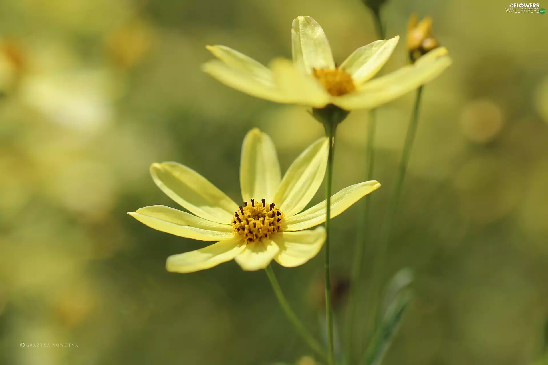 Yellow, flakes, Coreopsis Verticillata, Flowers