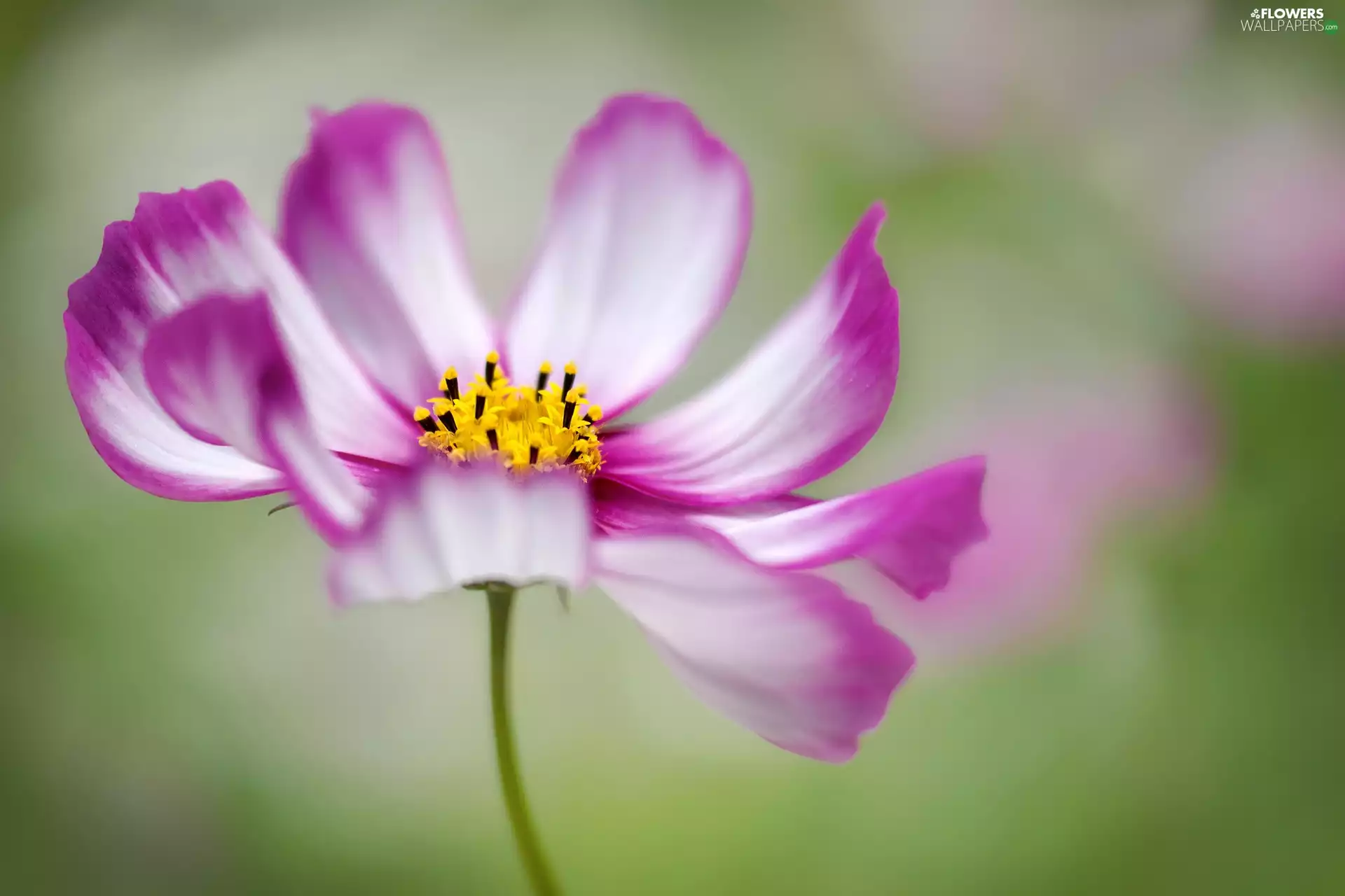 Cosmos