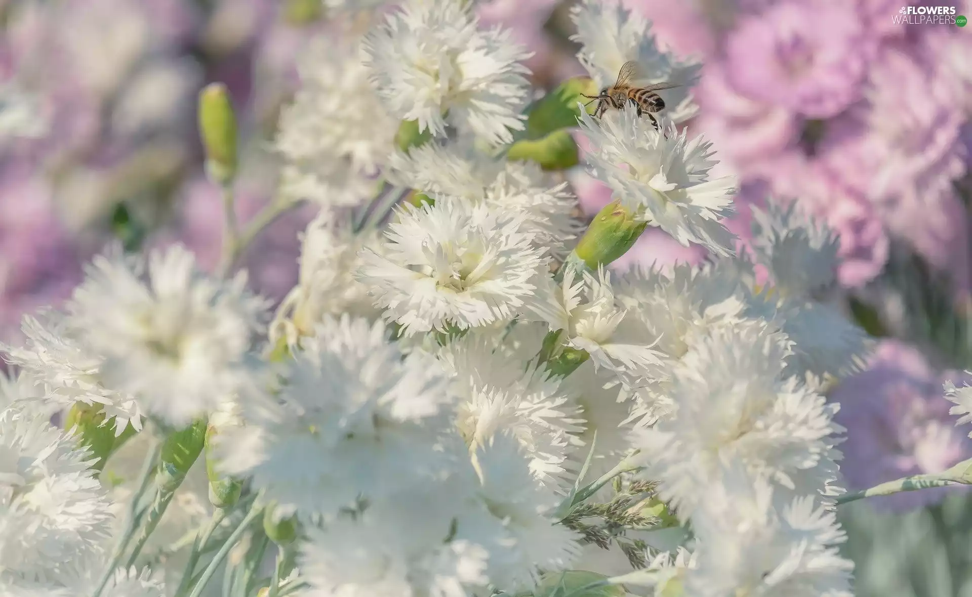 Flowers, Cottage Pink, wasp, White