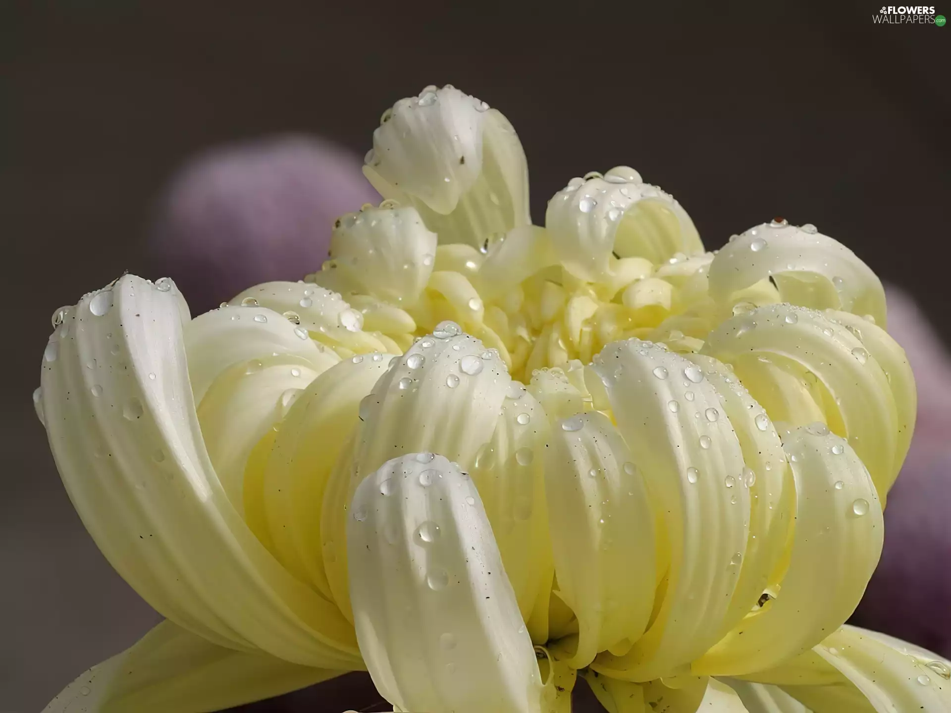 cream, chrysanthemum