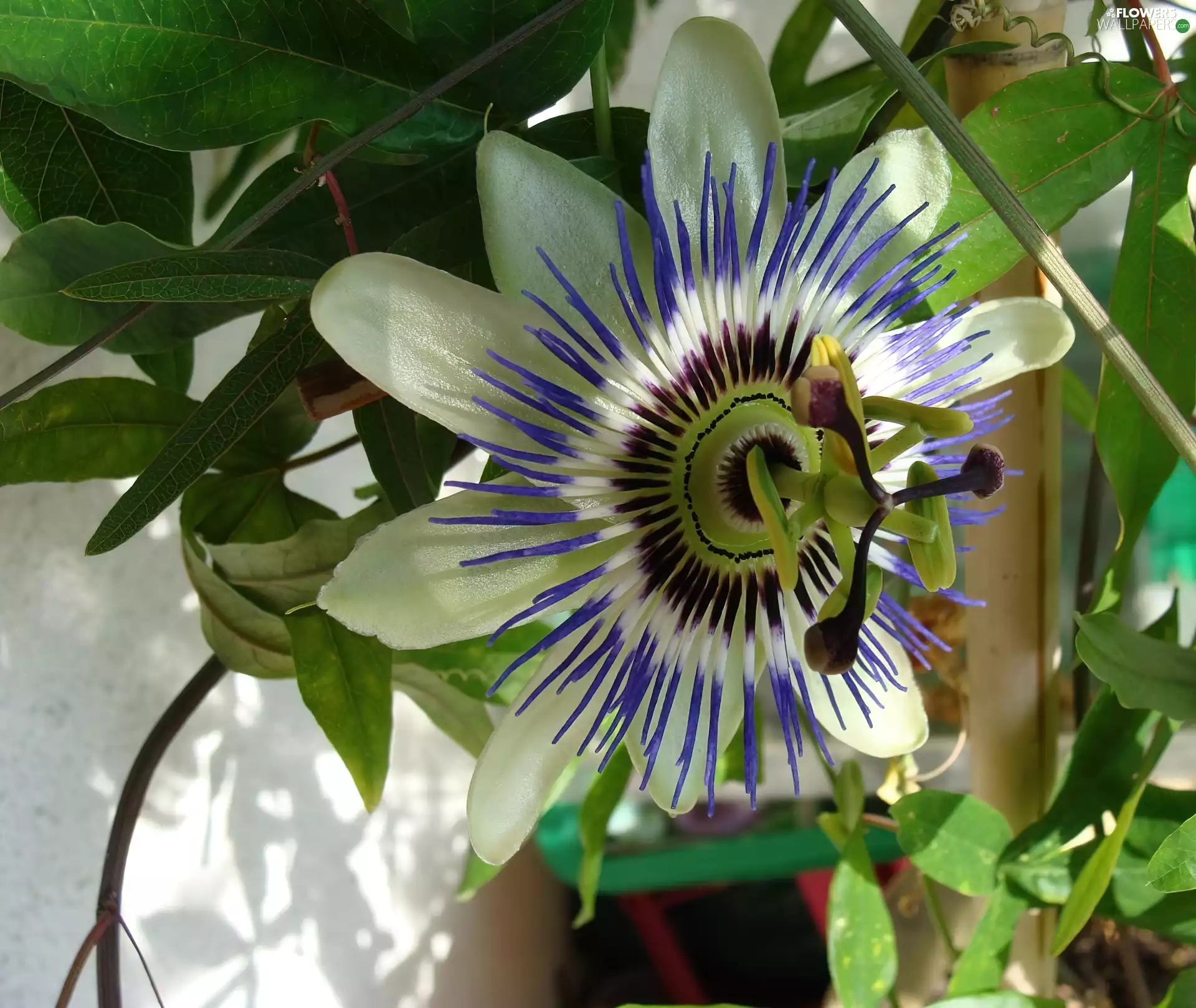 cream, Passiflora