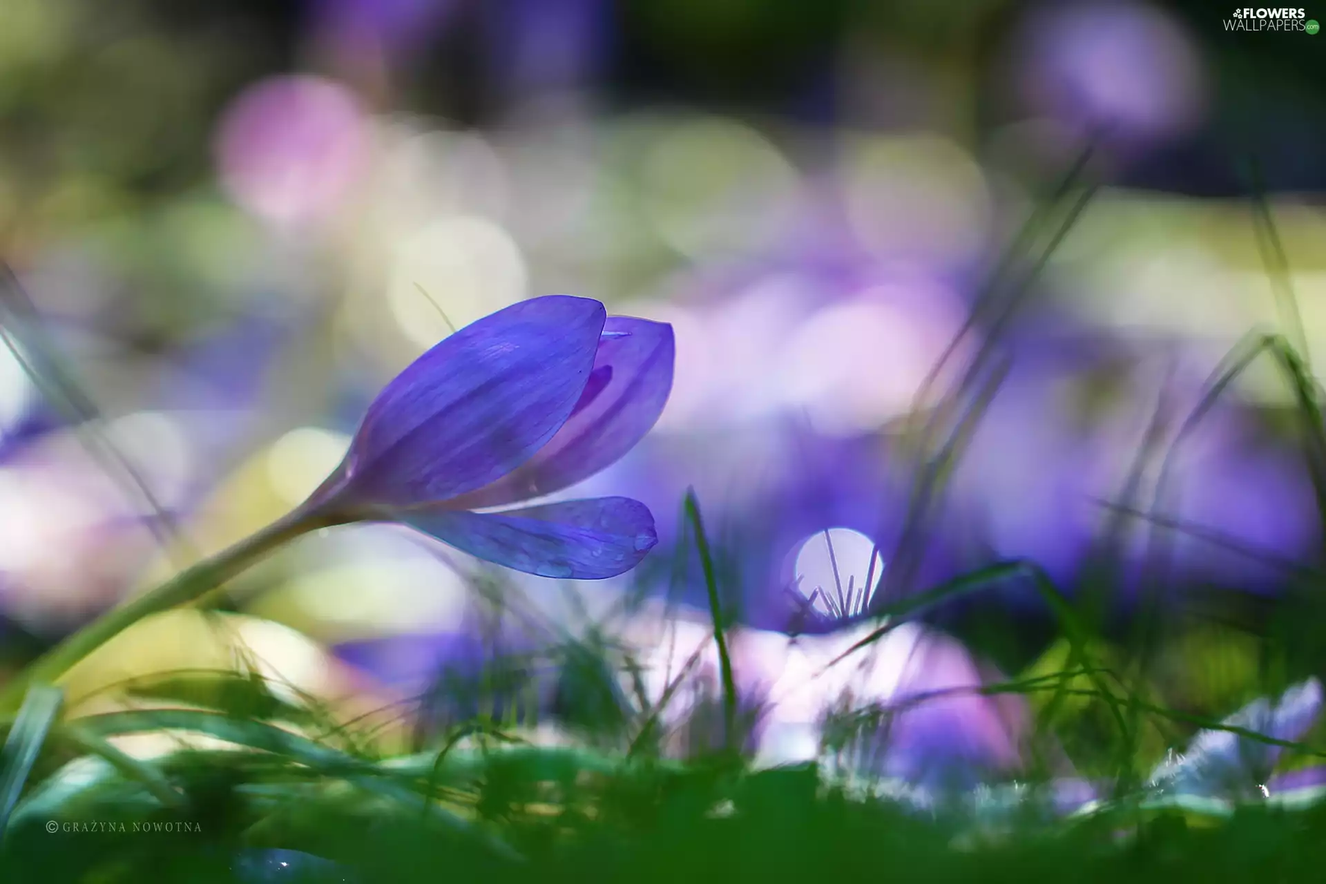 crocus, colchicum, Autumn
