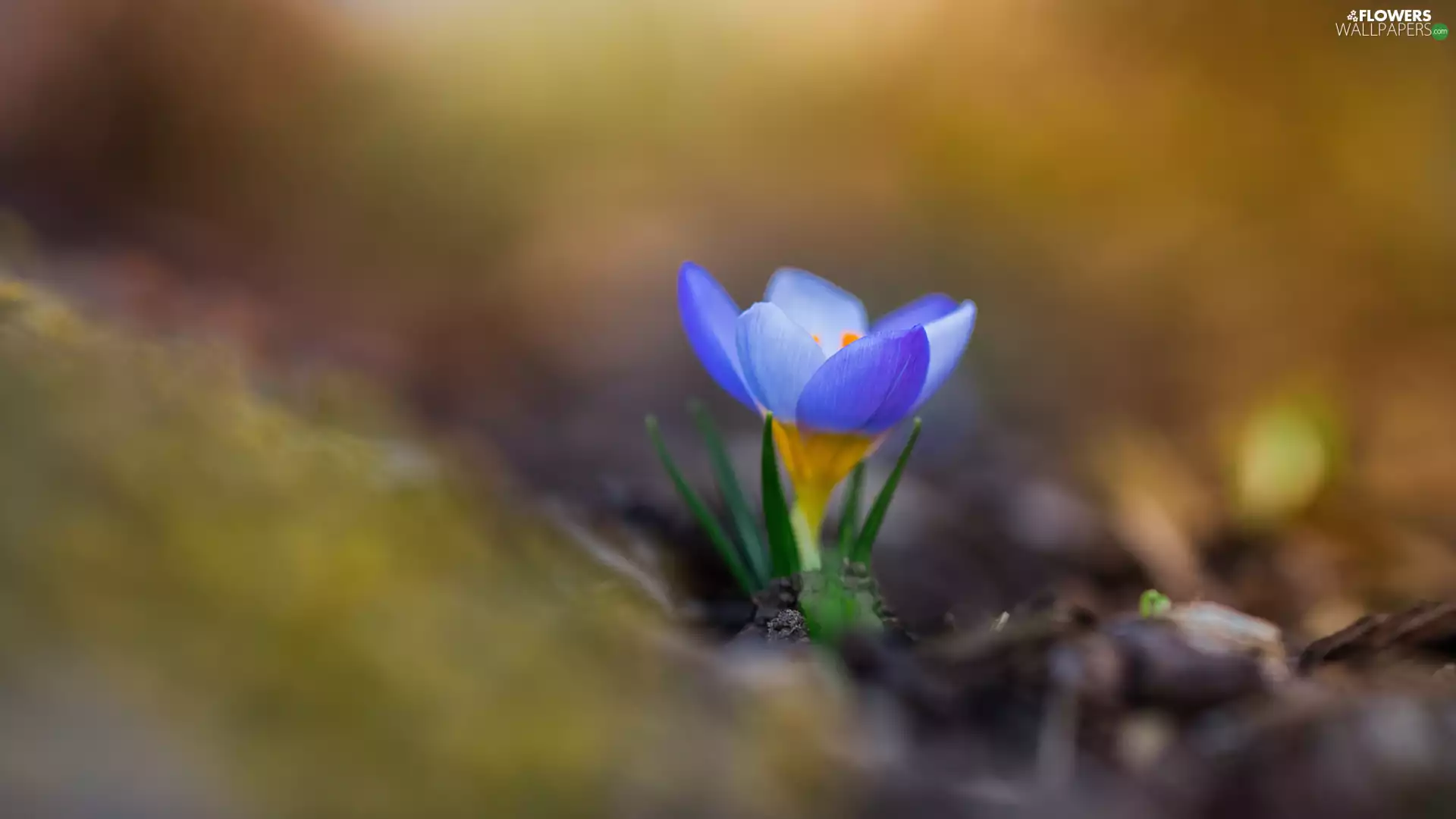 crocus, blurry background