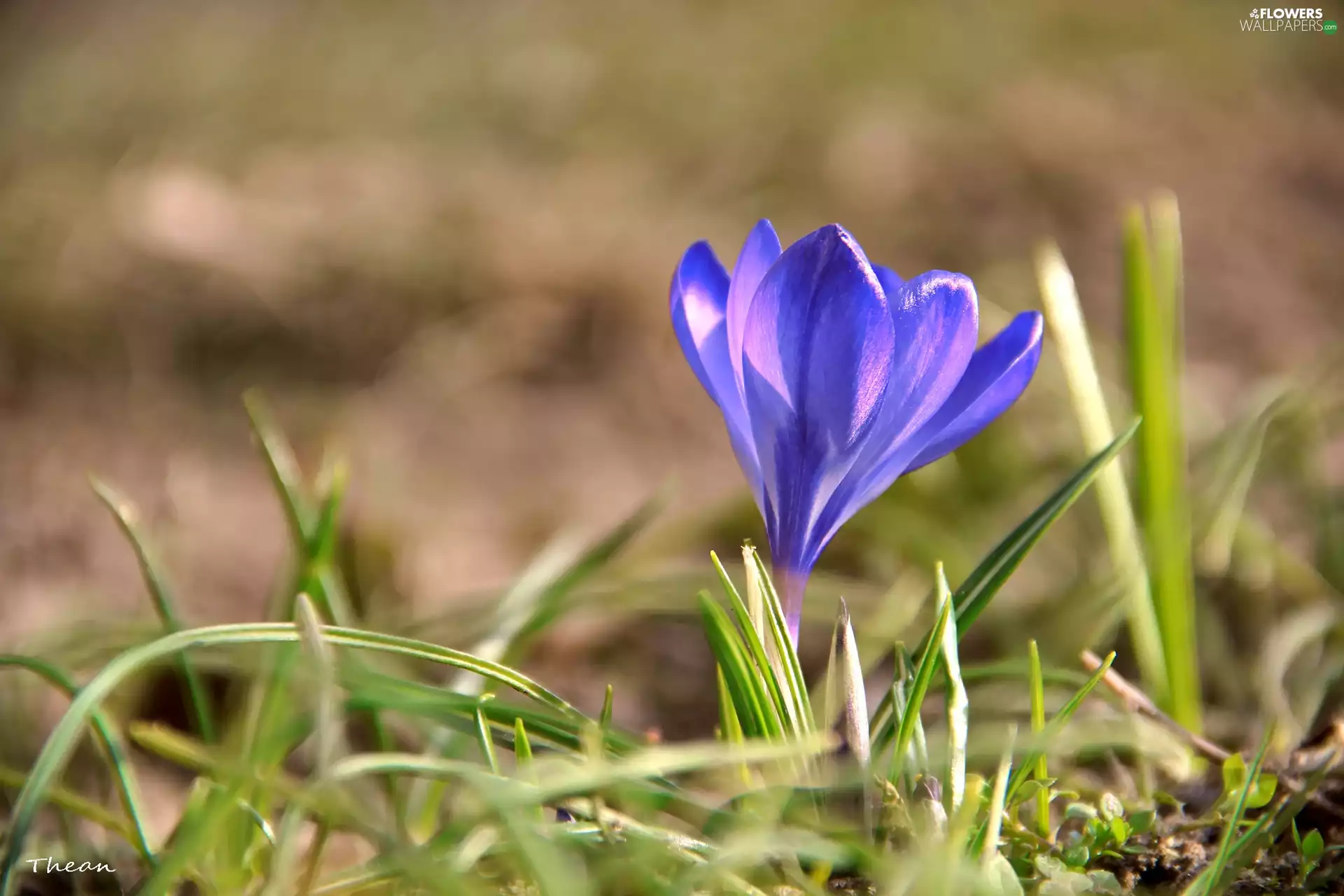 blue, crocus