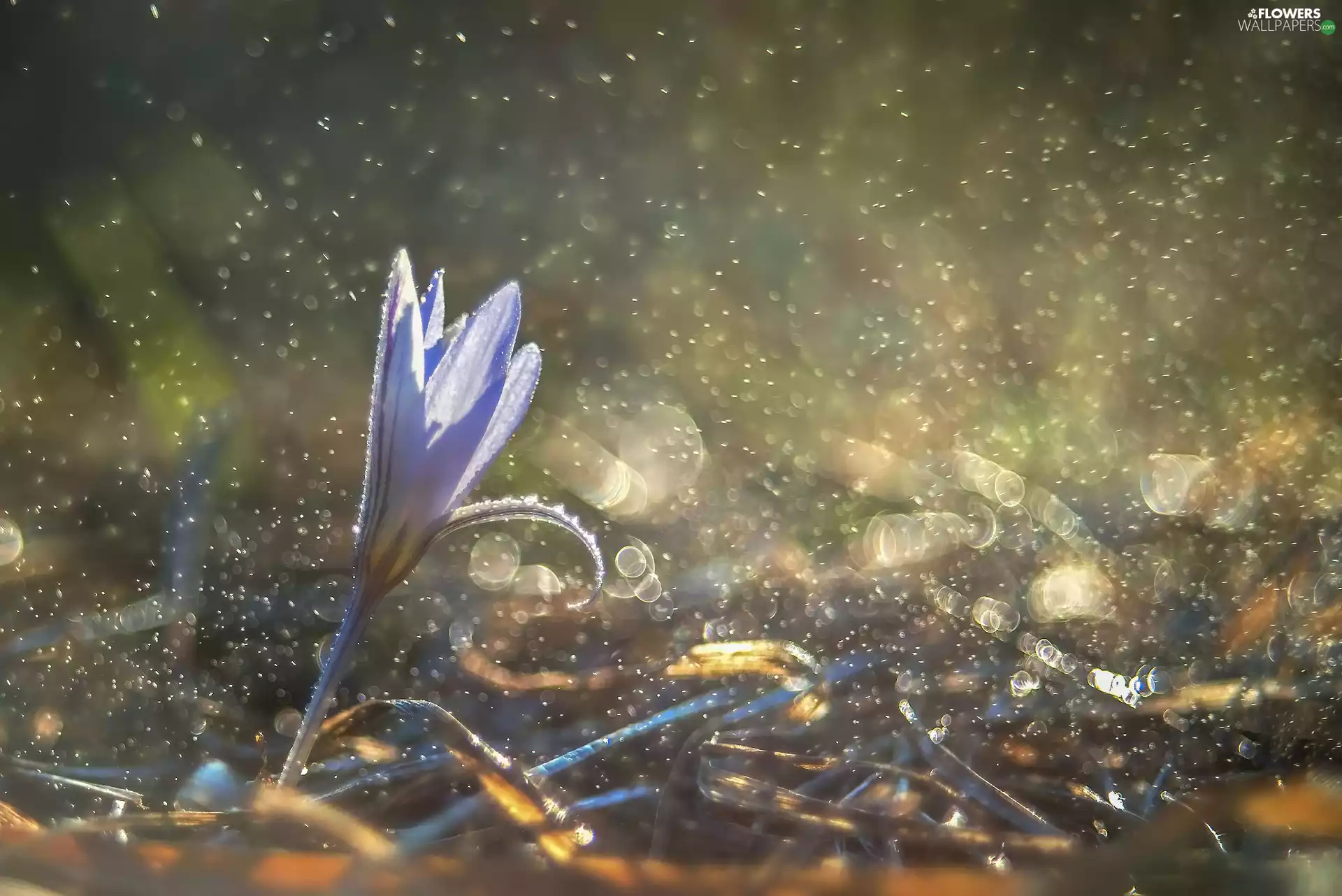 Bokeh, Colourfull Flowers, crocus