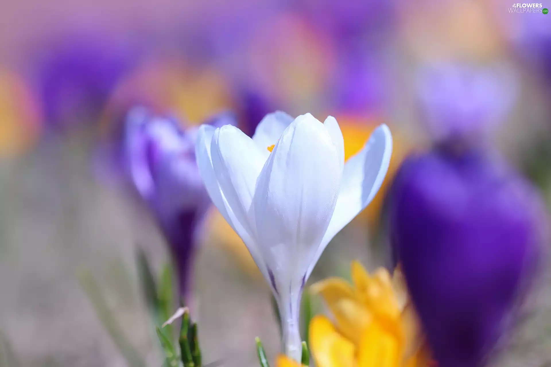 White, crocus, Colourfull Flowers, developed