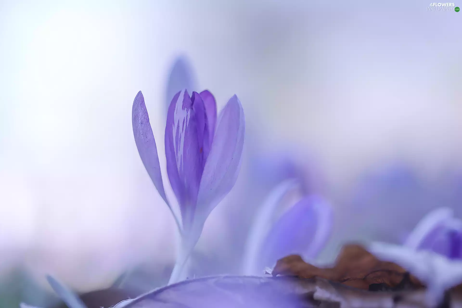 rapprochement, crocus, Colourfull Flowers, lilac