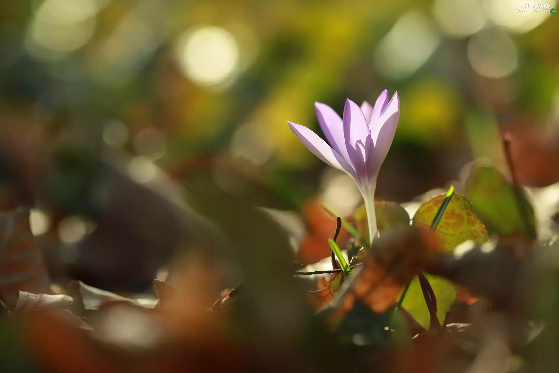 illuminated, crocus, Colourfull Flowers, Violet