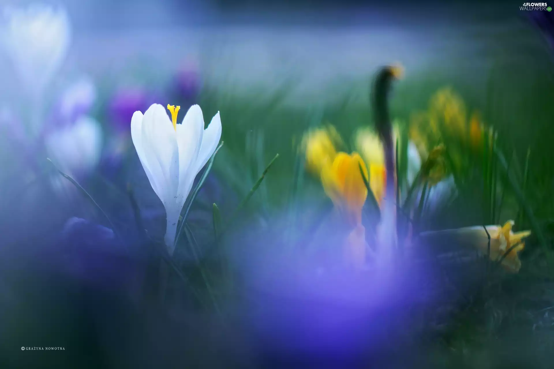Colourfull Flowers, White, crocus