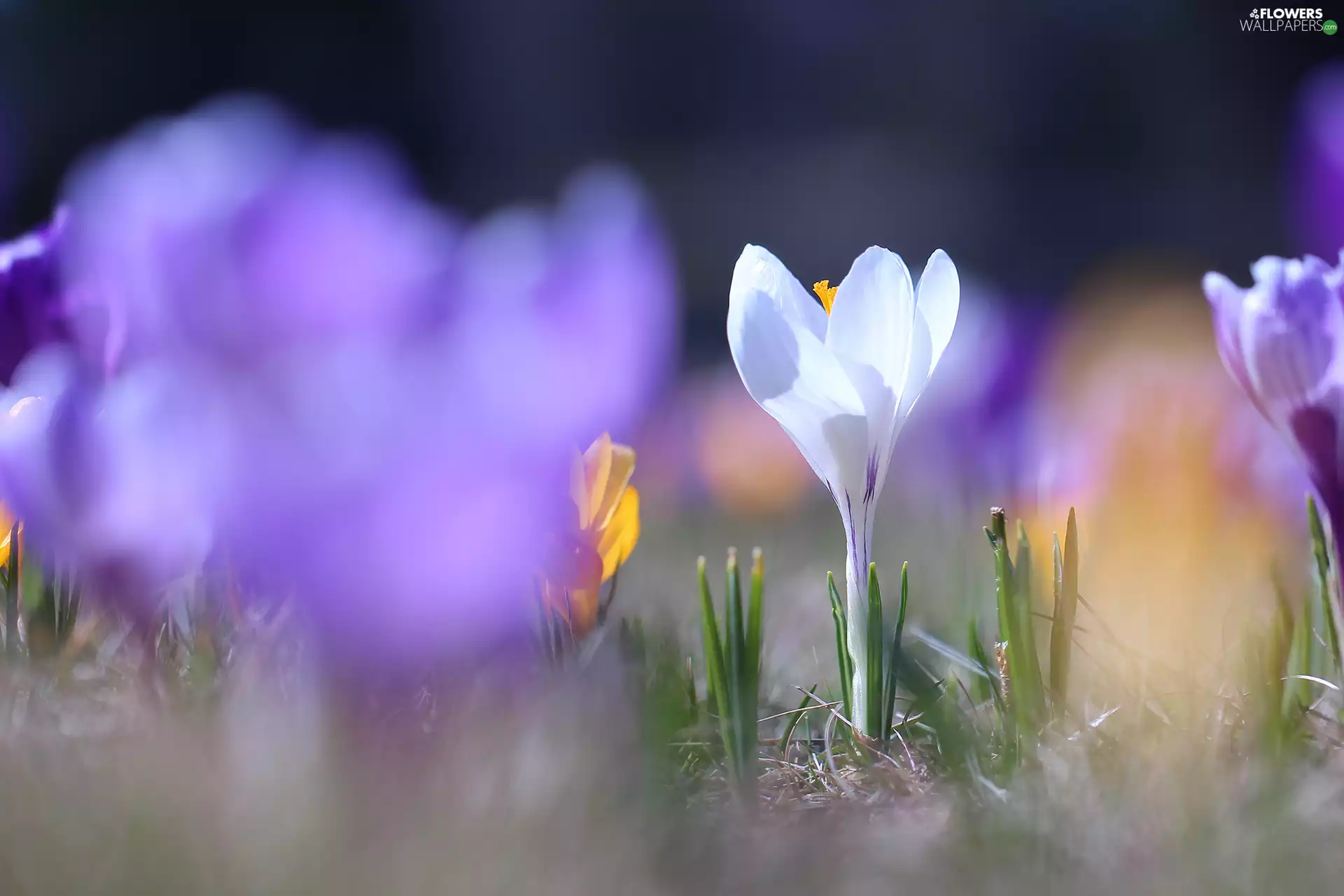 illuminated, crocus, Colourfull Flowers, White