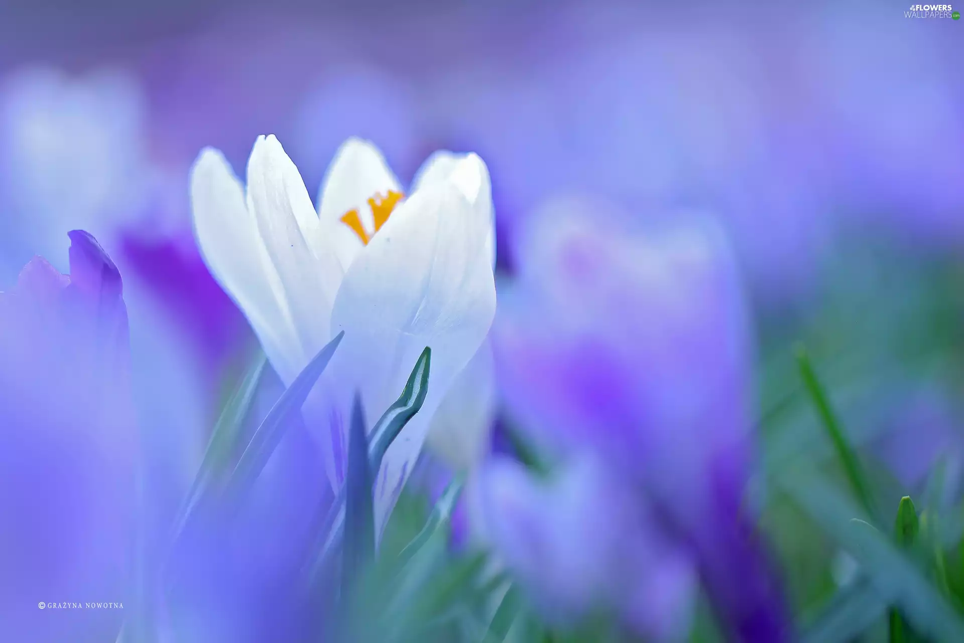 Colourfull Flowers, White, crocus