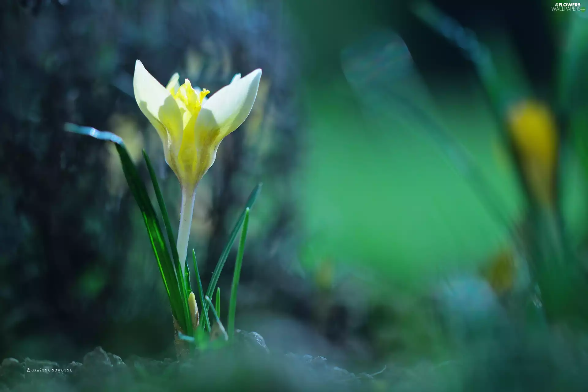 Colourfull Flowers, Yellow, crocus