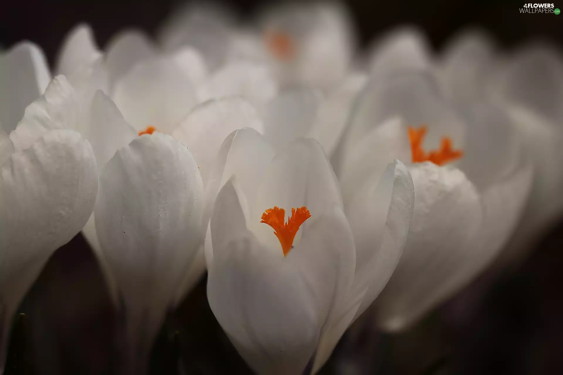 Crocus, White, crocuses