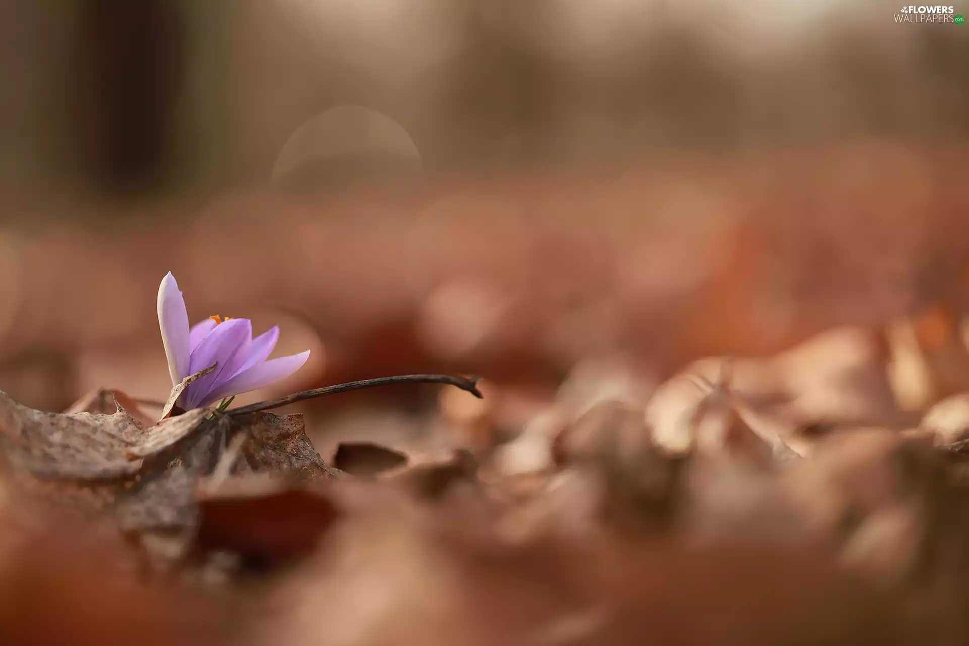 developed, dry, Leaf, crocus