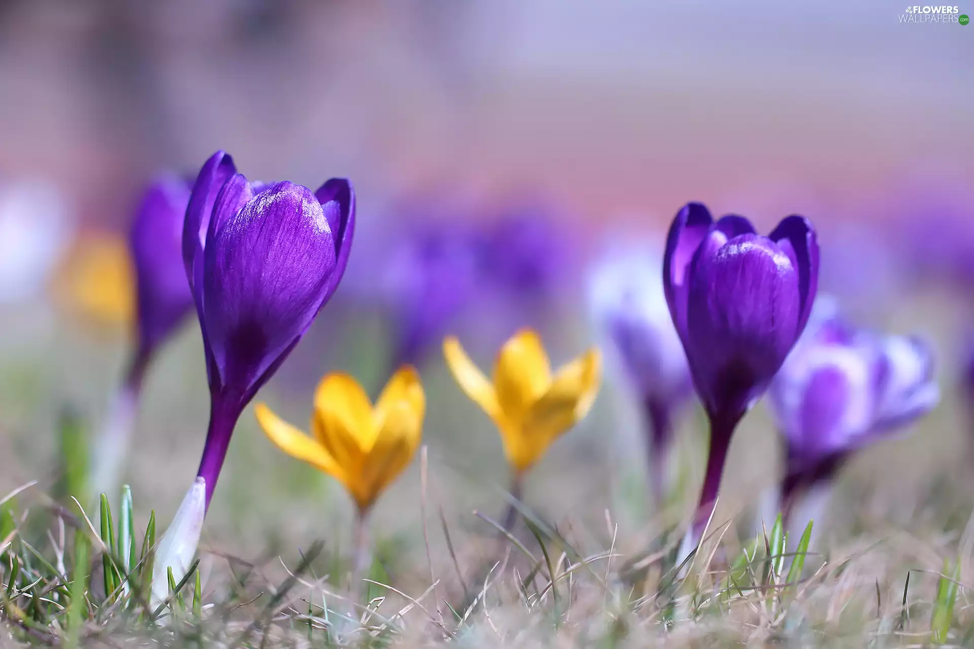 blurry background, Flowers, crocus, Colourfull Flowers, Violet