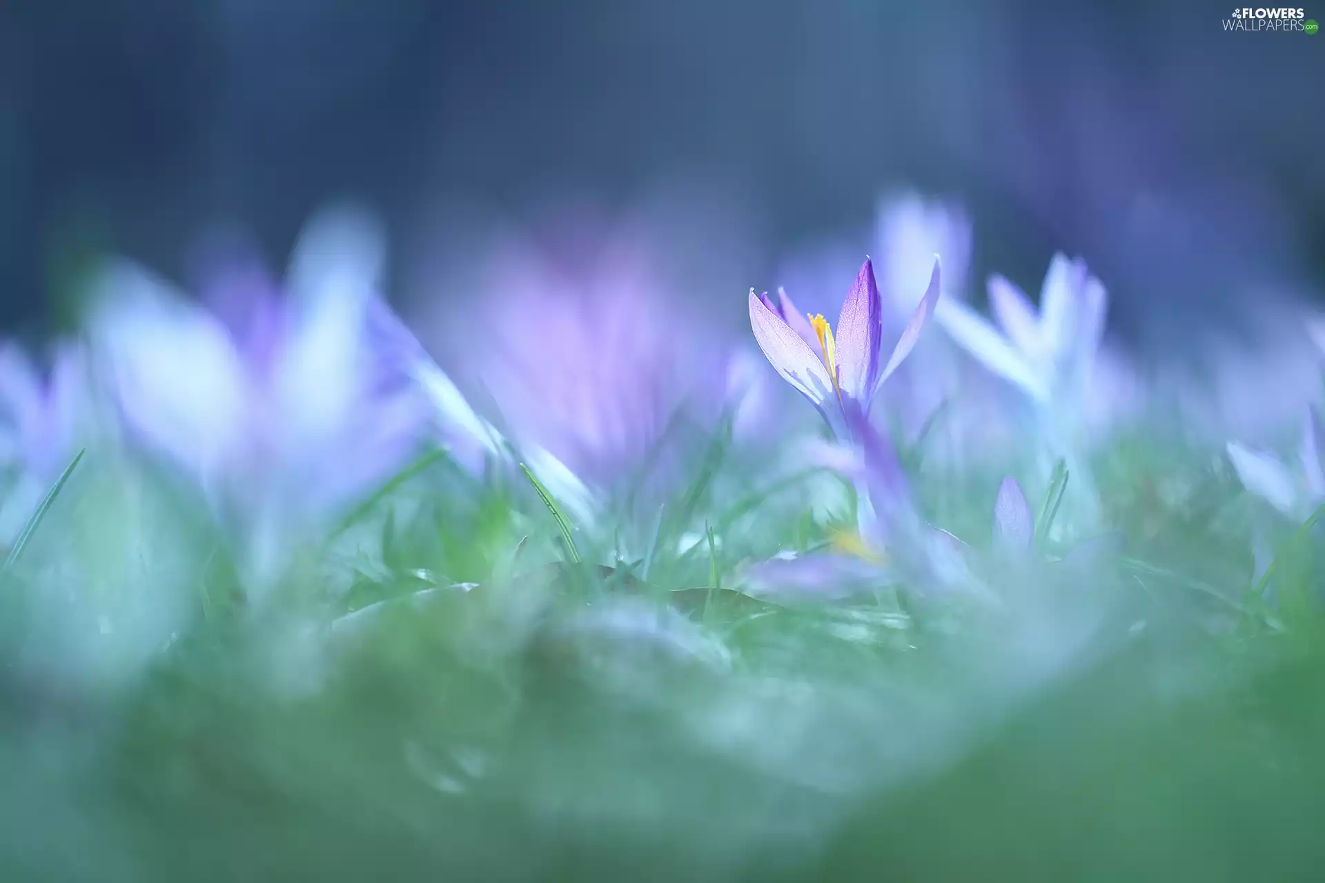 Colourfull Flowers, lilac, crocus