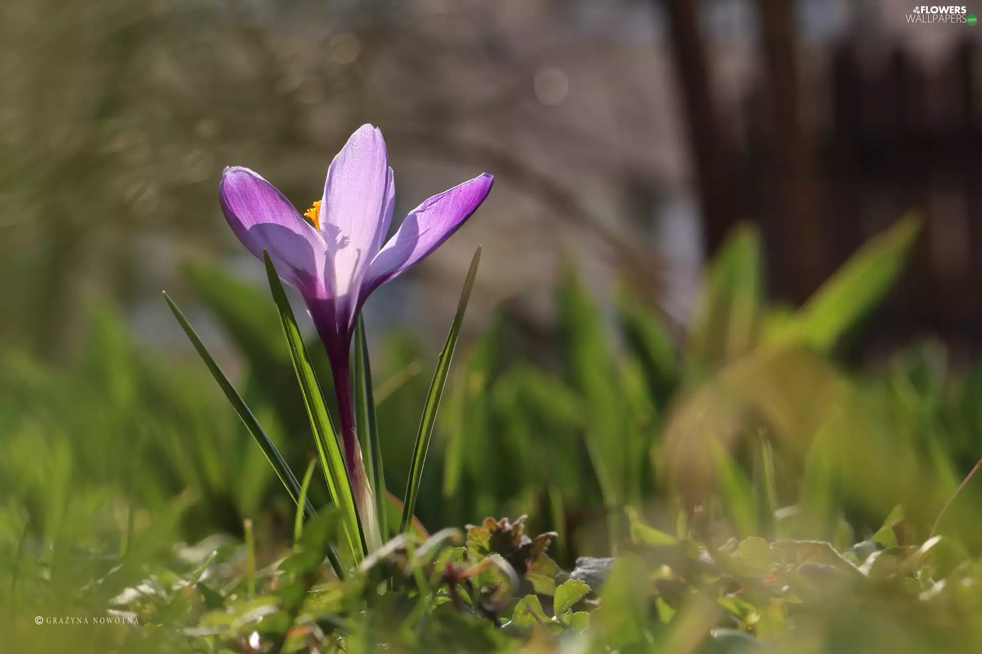 Colourfull Flowers, Violet, crocus