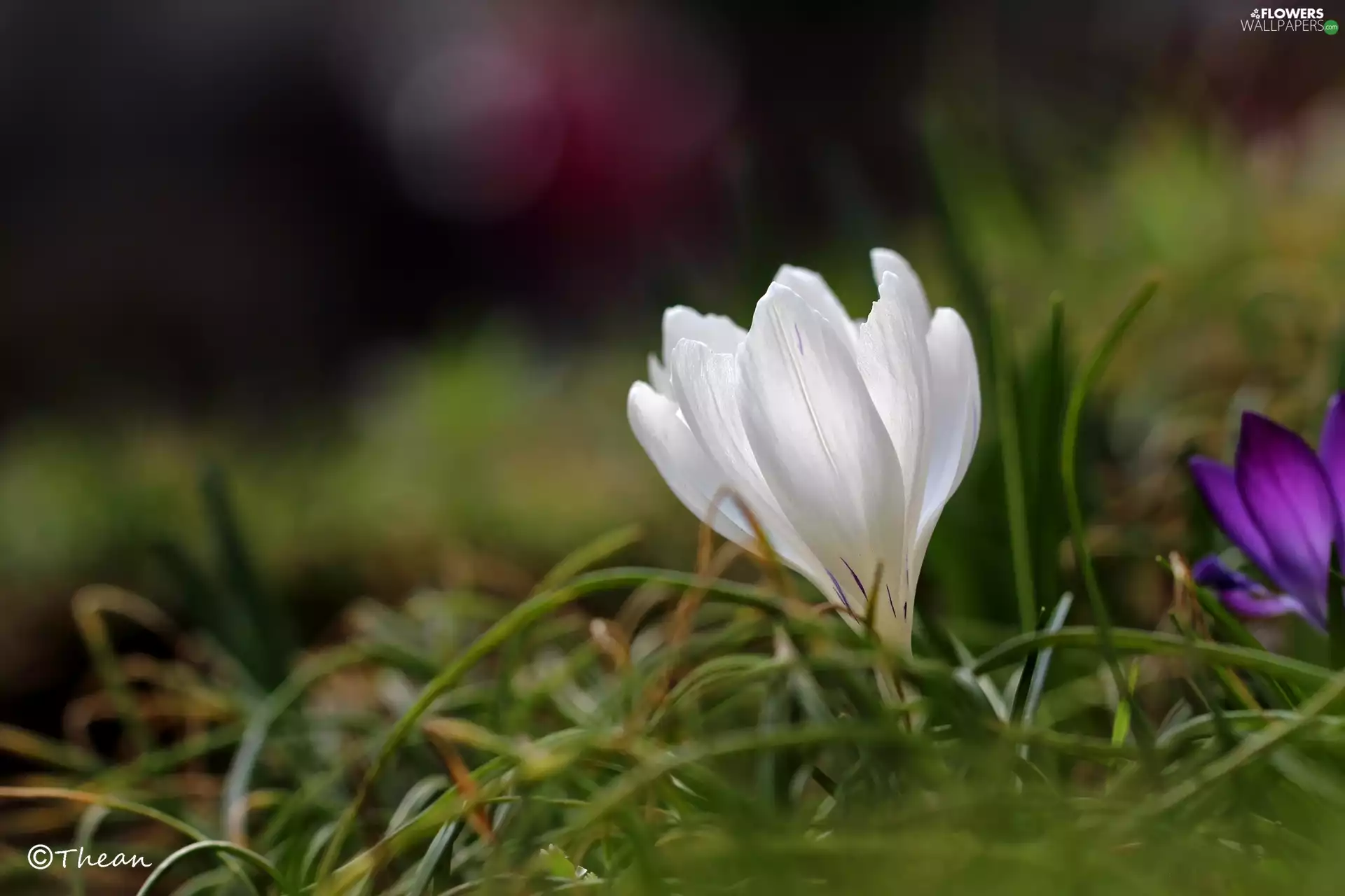 Colourfull Flowers, White, crocus