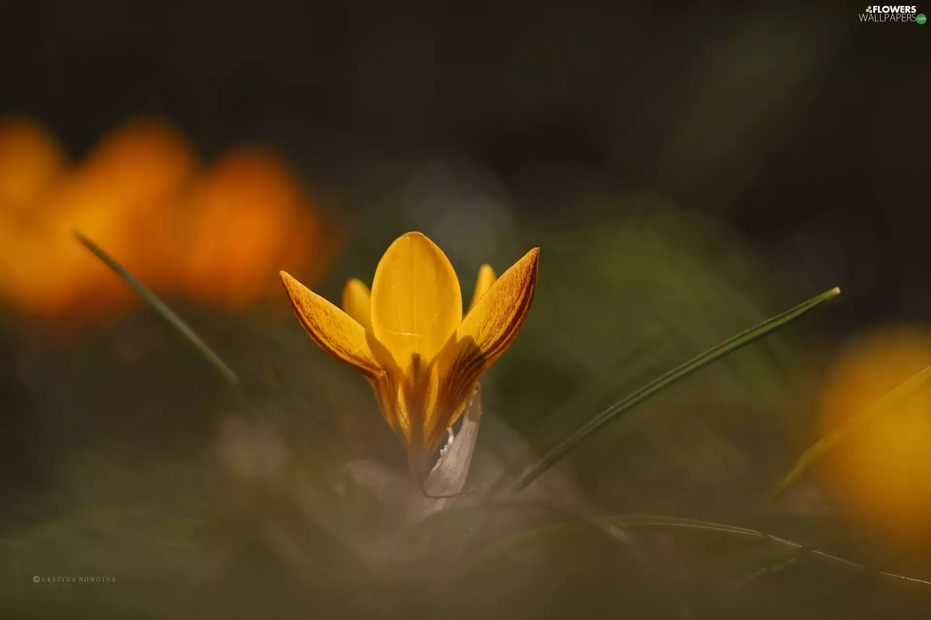 Colourfull Flowers, Yellow, crocus