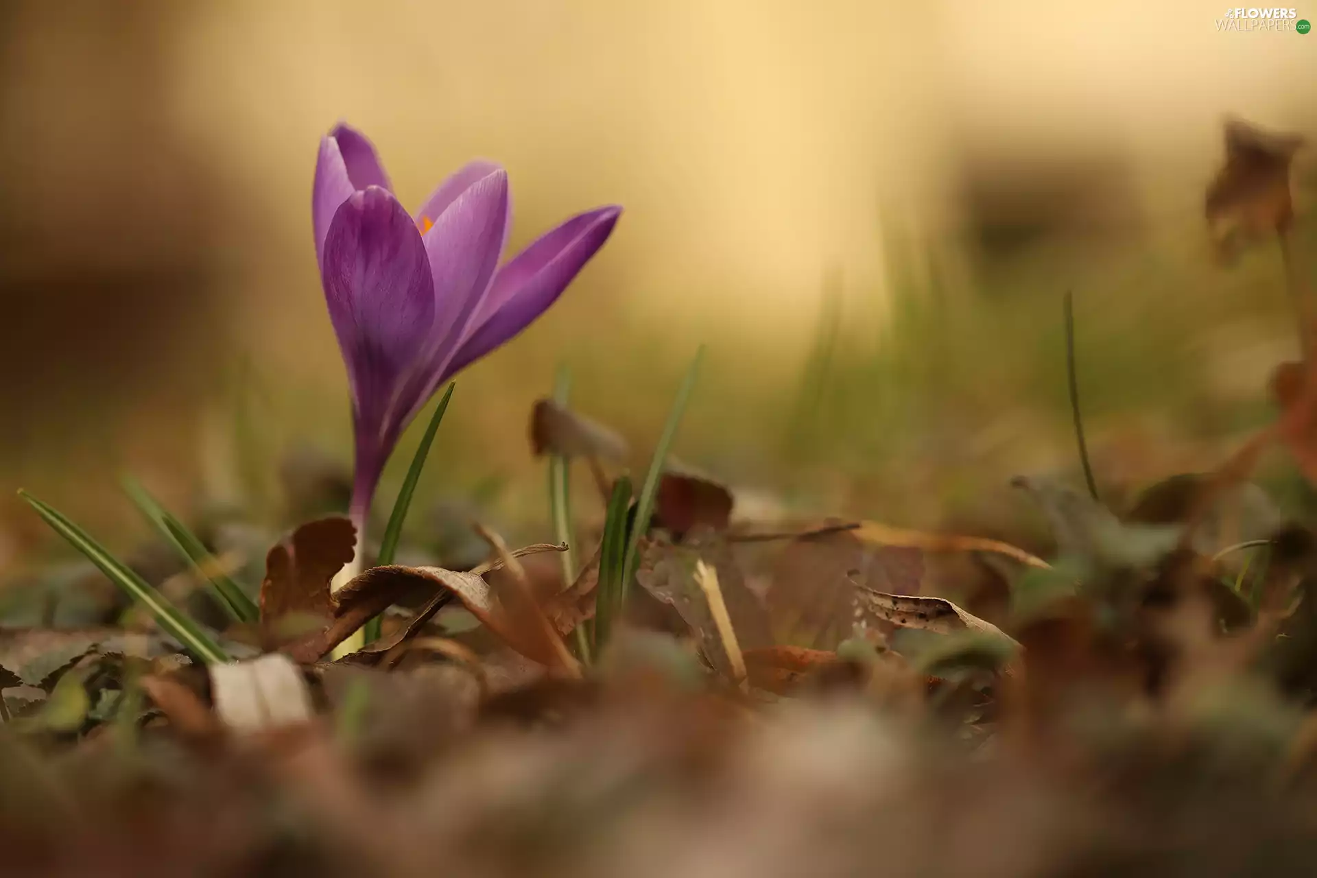 dry, Leaf, Violet, crocus, Colourfull Flowers