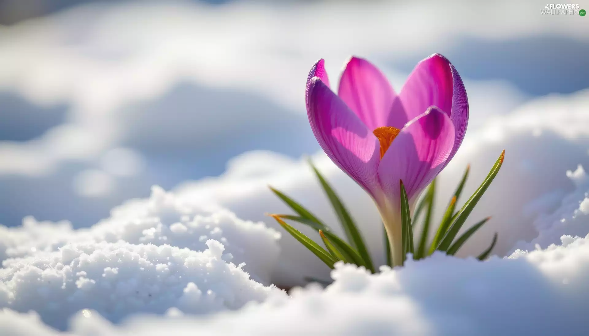 leaves, snow, Violet, crocus, Colourfull Flowers