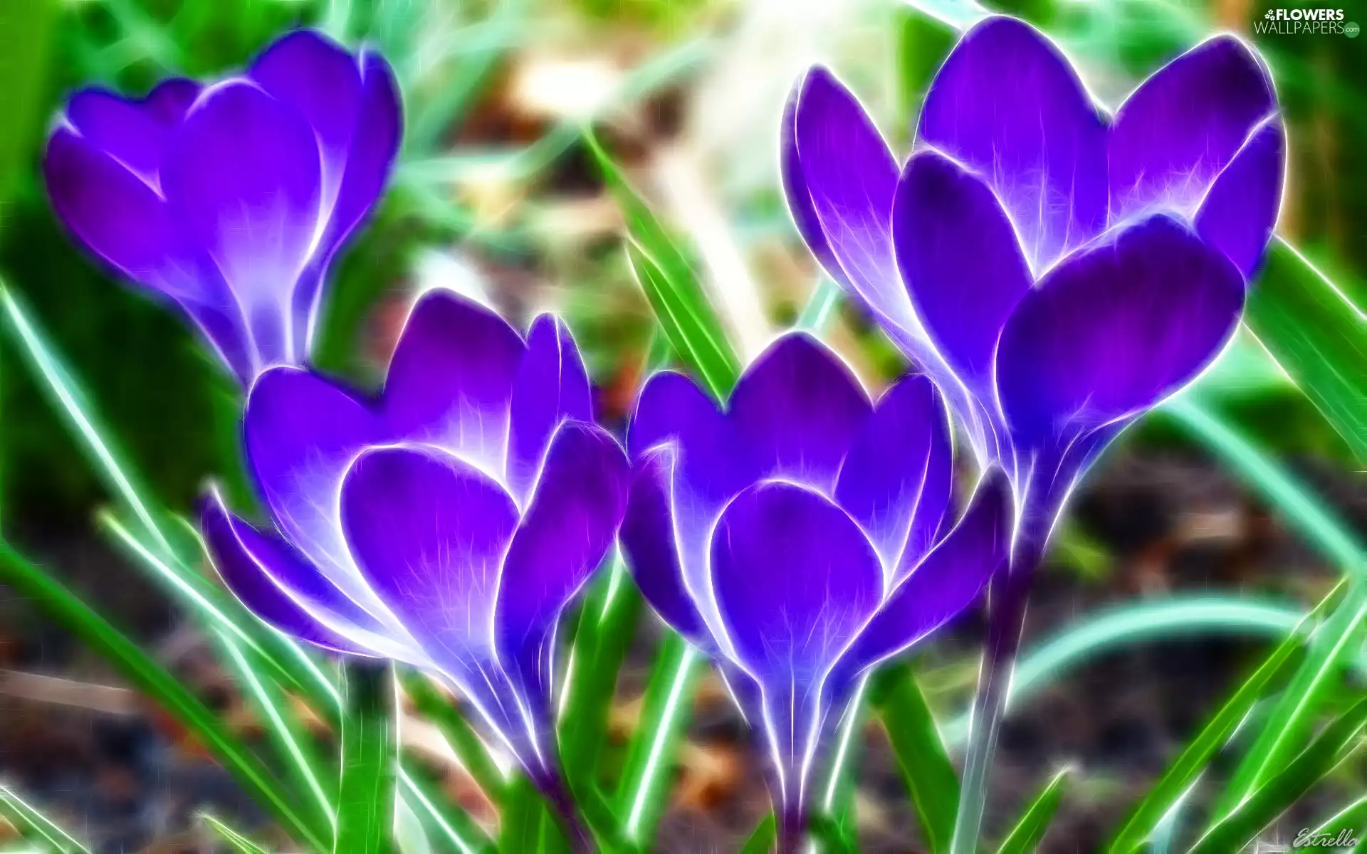 graphics, crocus